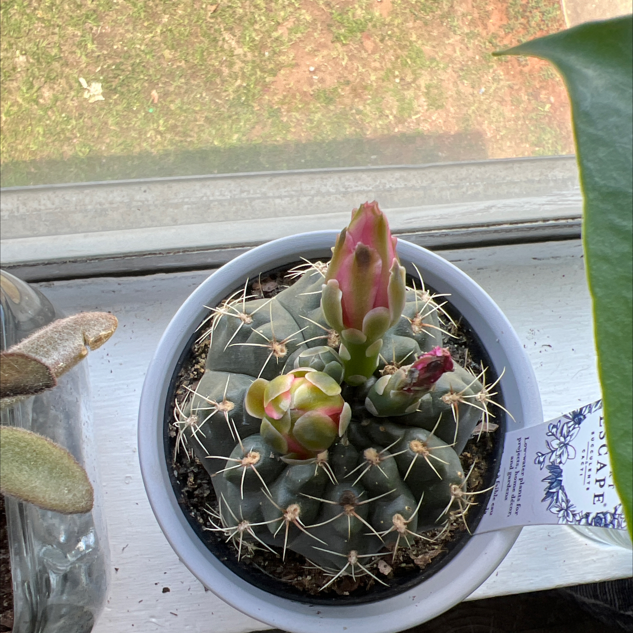 Photo of the plant species Gymnocalycium baldianum 'variegata' by @SaviorTupeia named Your plant on Greg, the plant care app