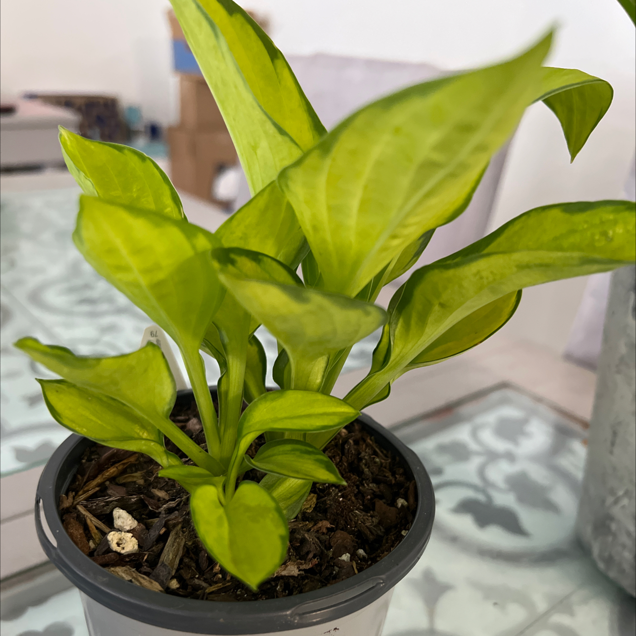 Photo of the plant species Rainforest Sunrise Hosta by @SaviorTupeia named Rainforest on Greg, the plant care app