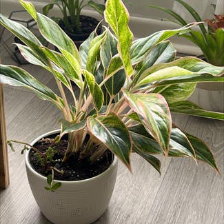 Chinese Evergreen plant in Macon, Georgia