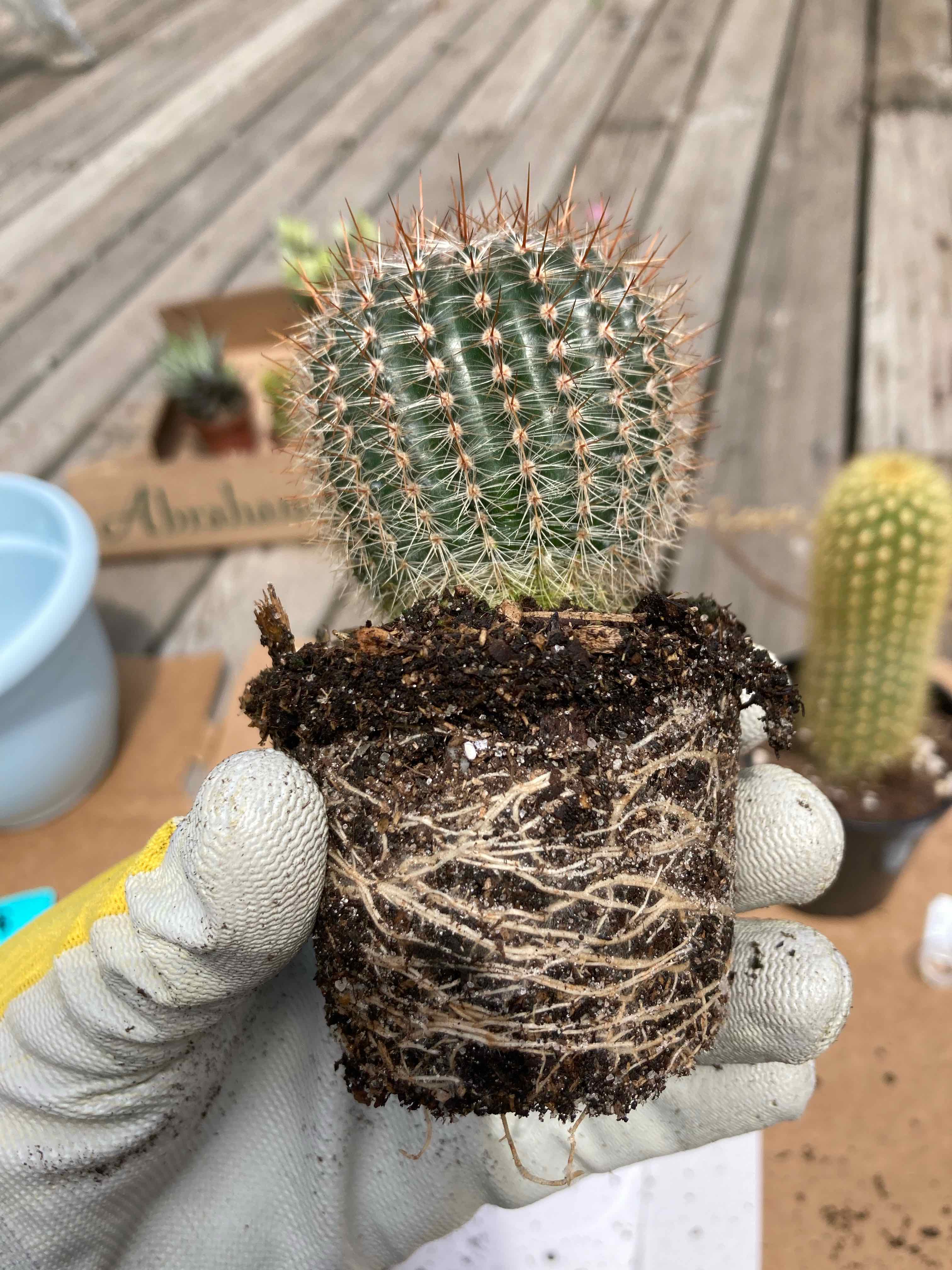 A healthy Parodia x erubescens cactus with visible roots, held by a gloved hand.