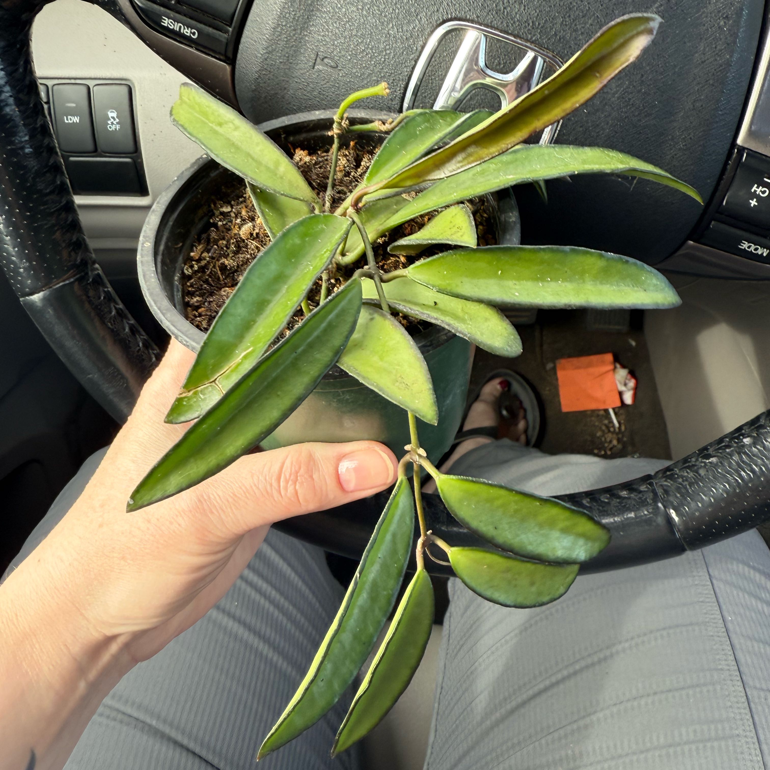 Photo of the plant species hoya wayeti by @WingedAntplant named Mollie on Greg, the plant care app