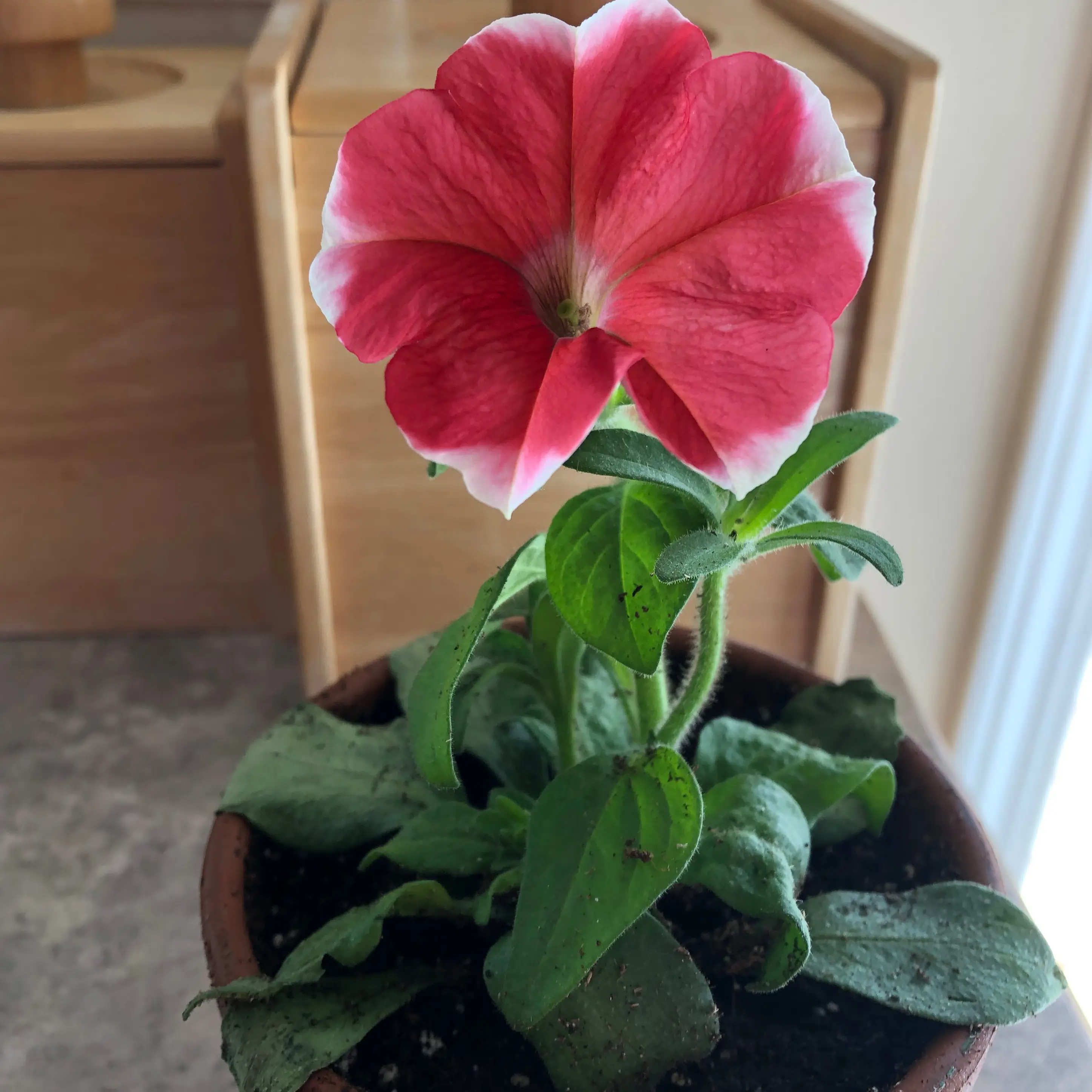 Photo of the plant species Petunia 'hot lips' by @Loveplants named Perennial on Greg, the plant care app