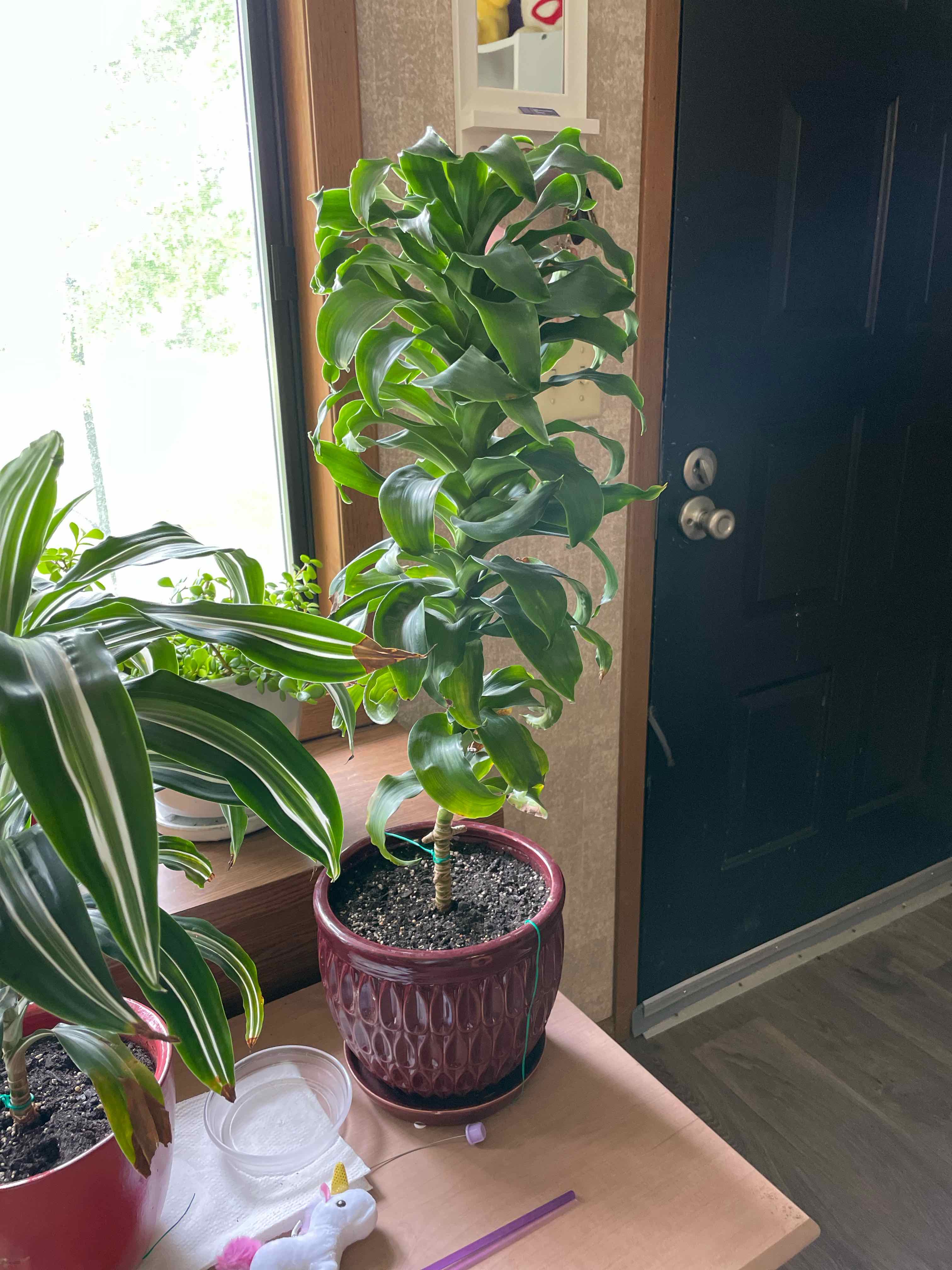 Indoor potted Twister plant with healthy green leaves near a window.