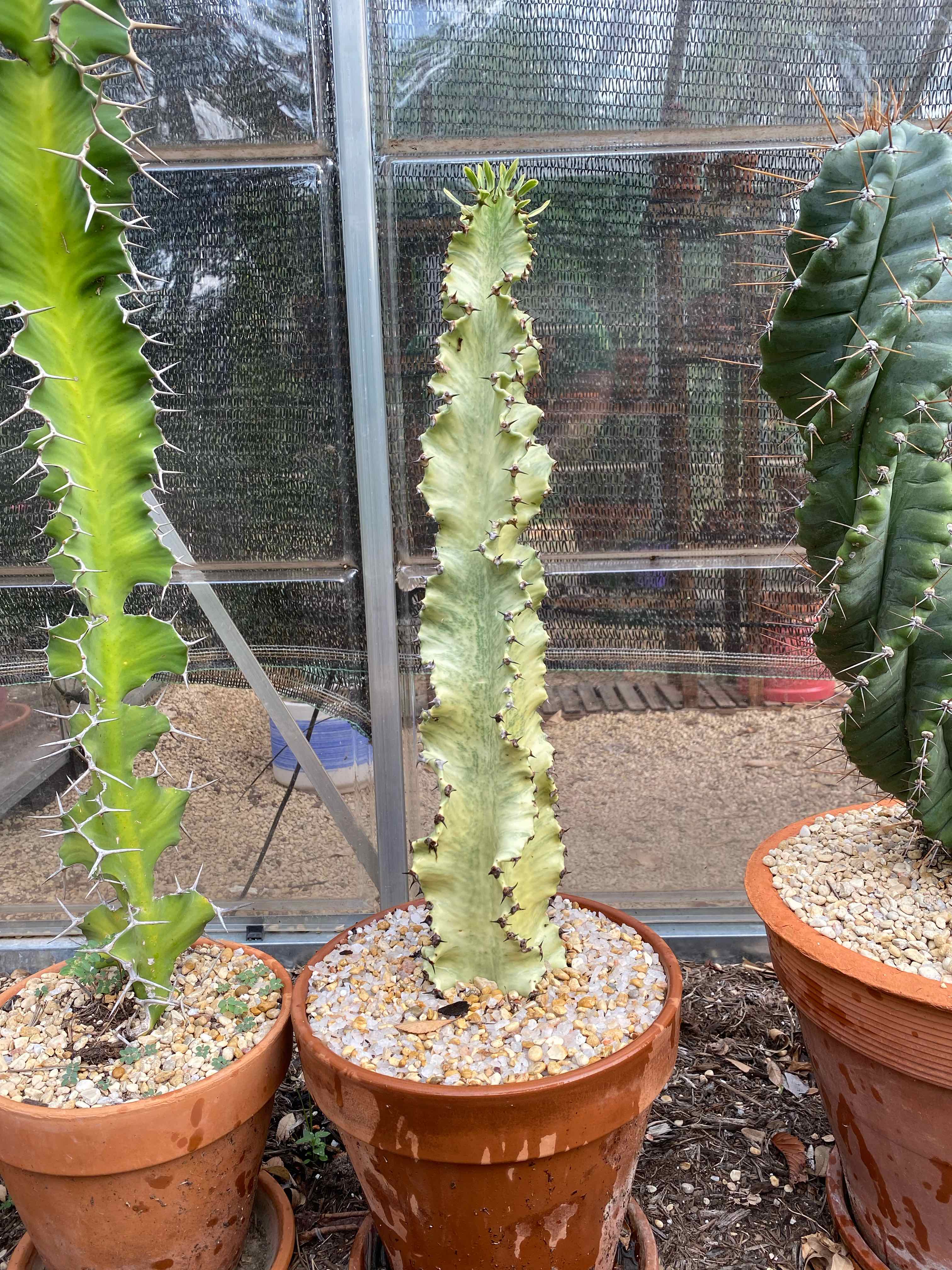 Variegated African Candelabra plant in a pot with gravel, showing some browning along the edges.