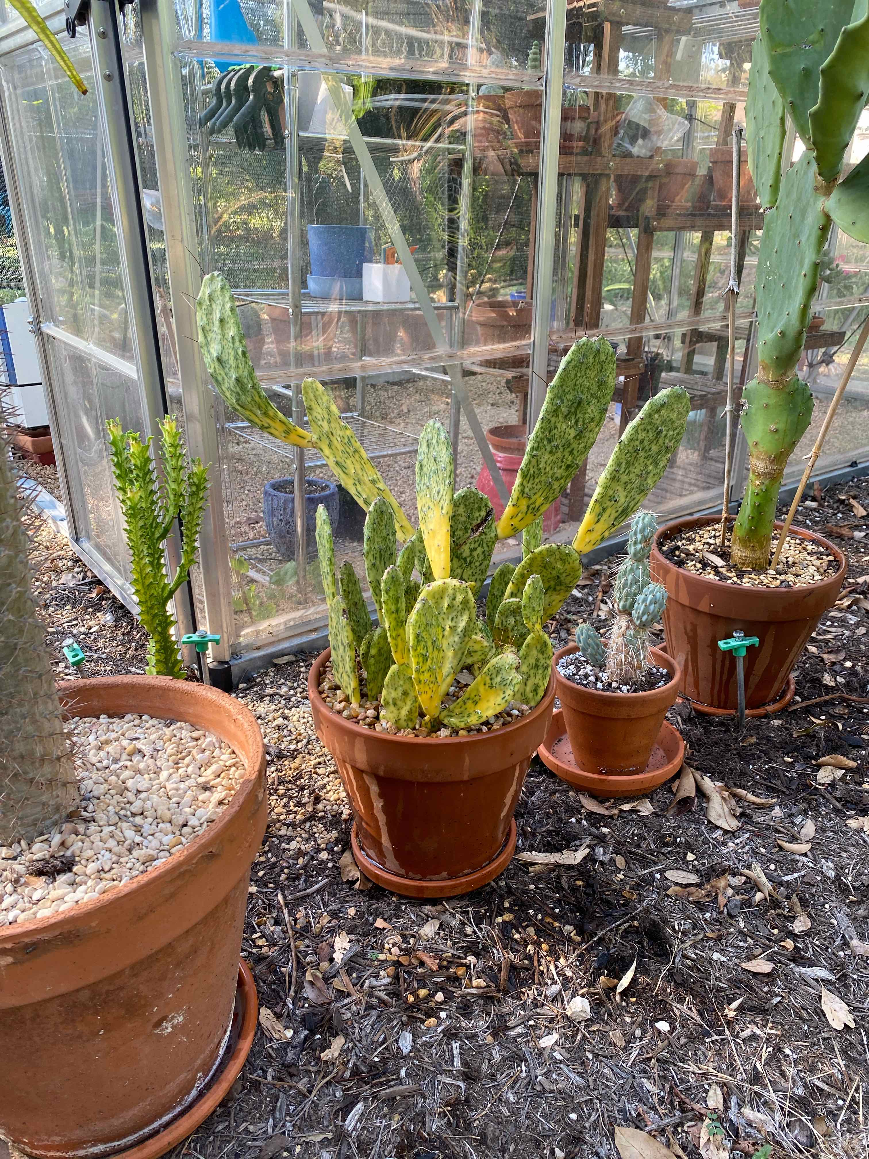 Sunburst Prickly Pear plant in a terracotta pot with some yellowing and browning pads, placed outdoors near a greenhouse.