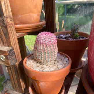 Rainbow Cactus plant in Austin, Texas