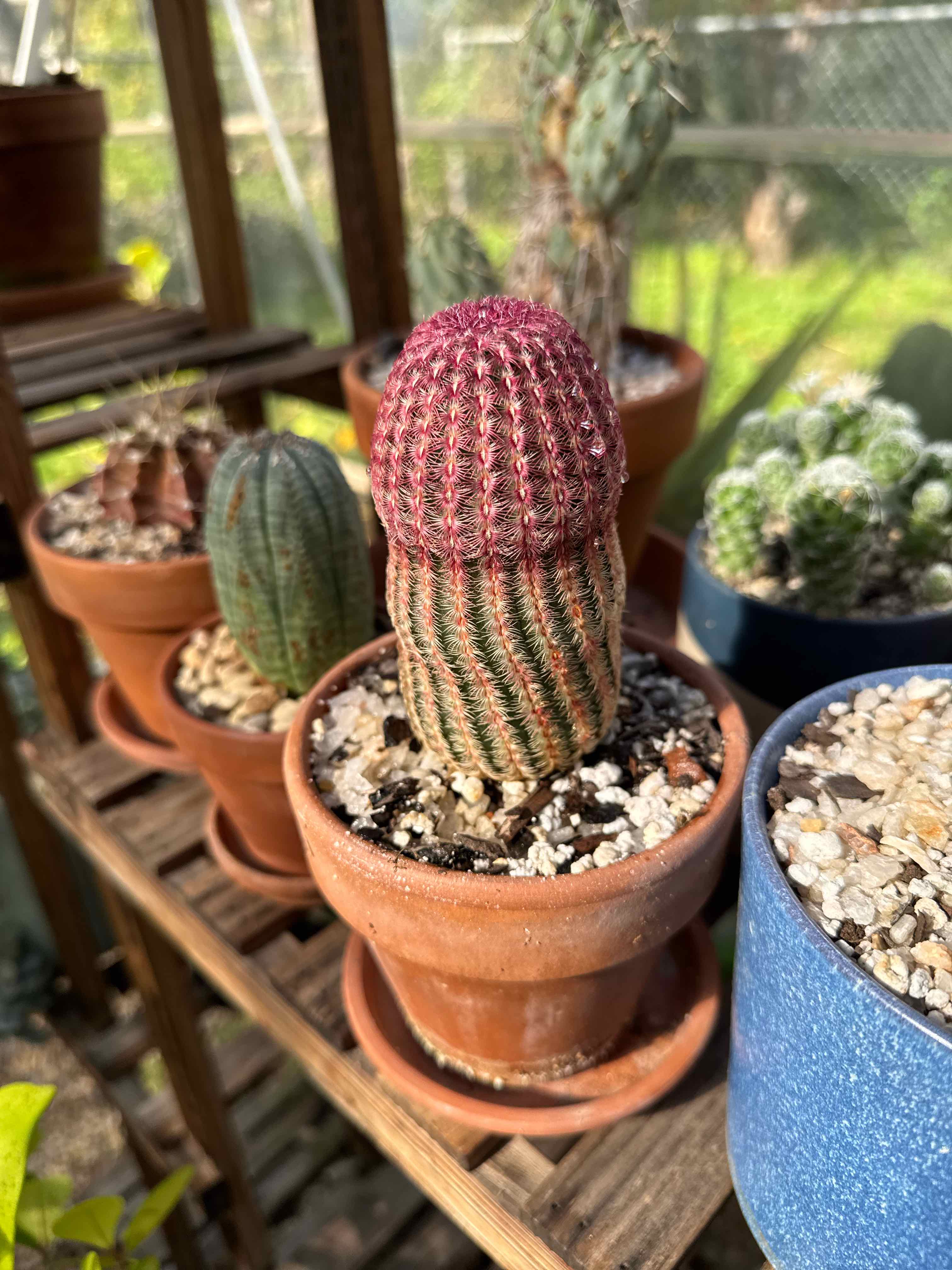 Photo of the plant species Rainbow Cactus by @RJG named Darius on Greg, the plant care app