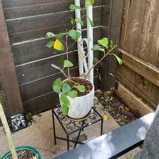 Triangle Fig plant in Austin, Texas