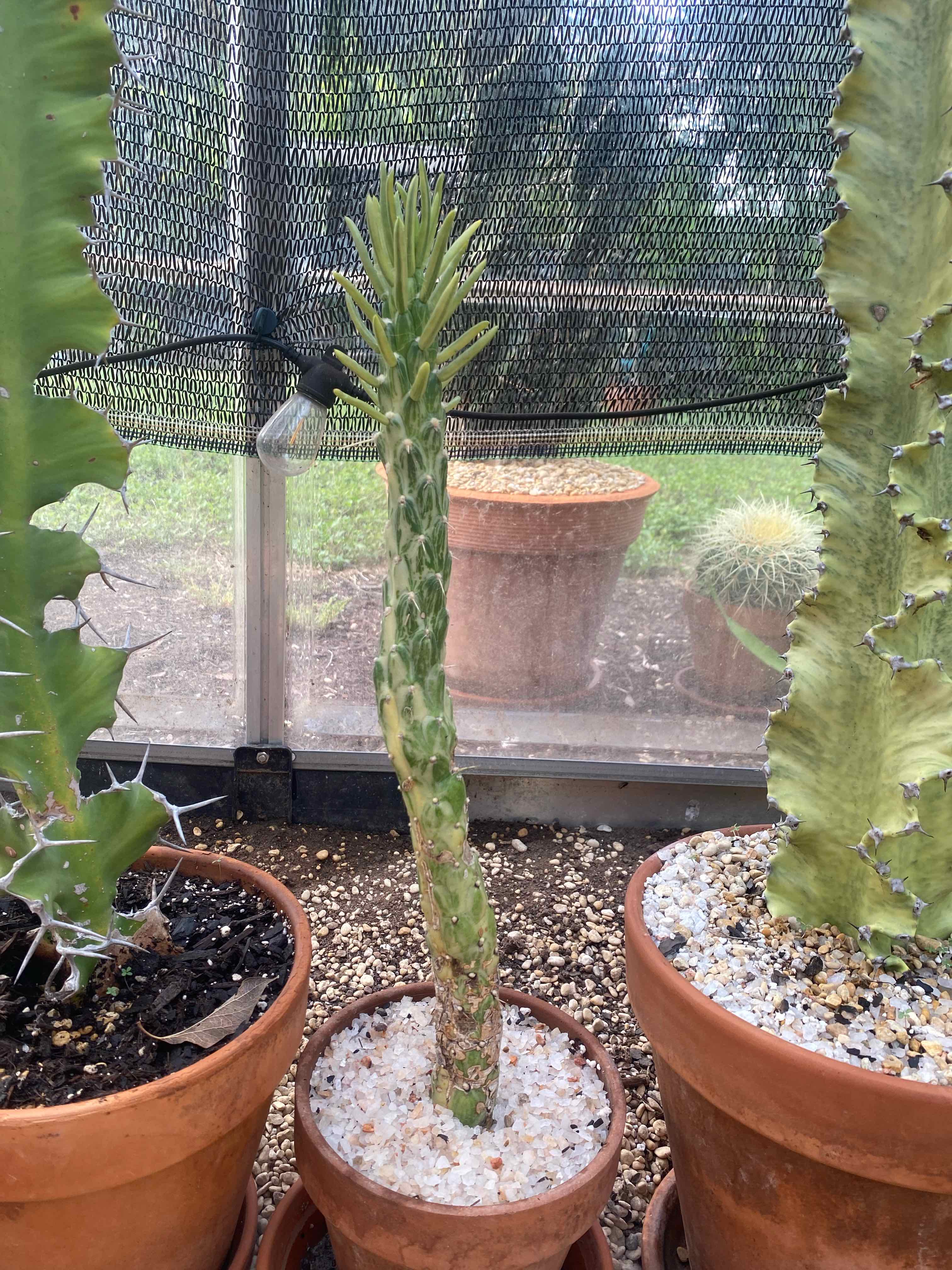 Photo of the plant species Variegated Eve's Needle by @RJG named Gabriel on Greg, the plant care app