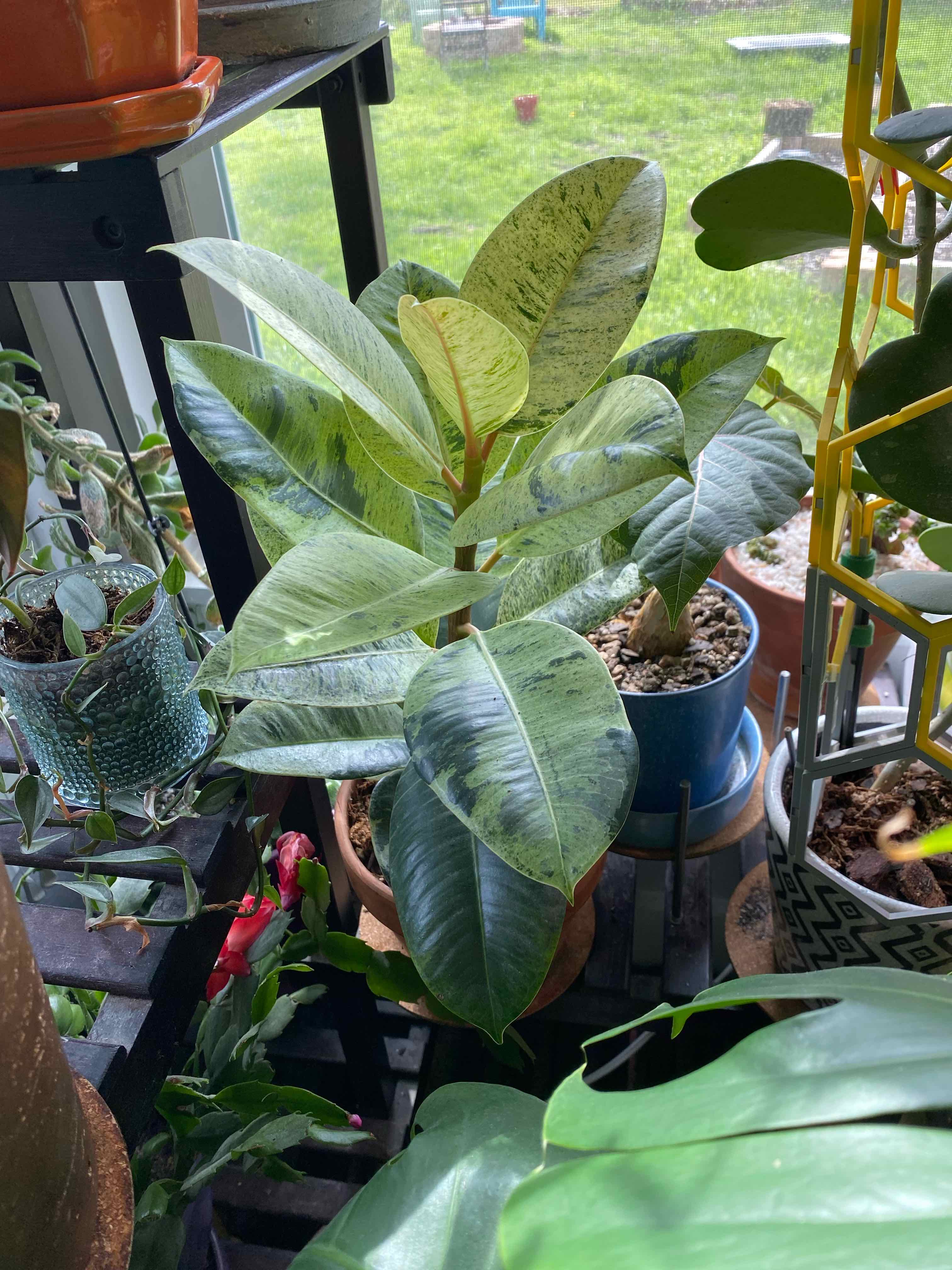Ficus elastica 'Shivereana' plant with large, glossy leaves in a well-lit indoor setting.