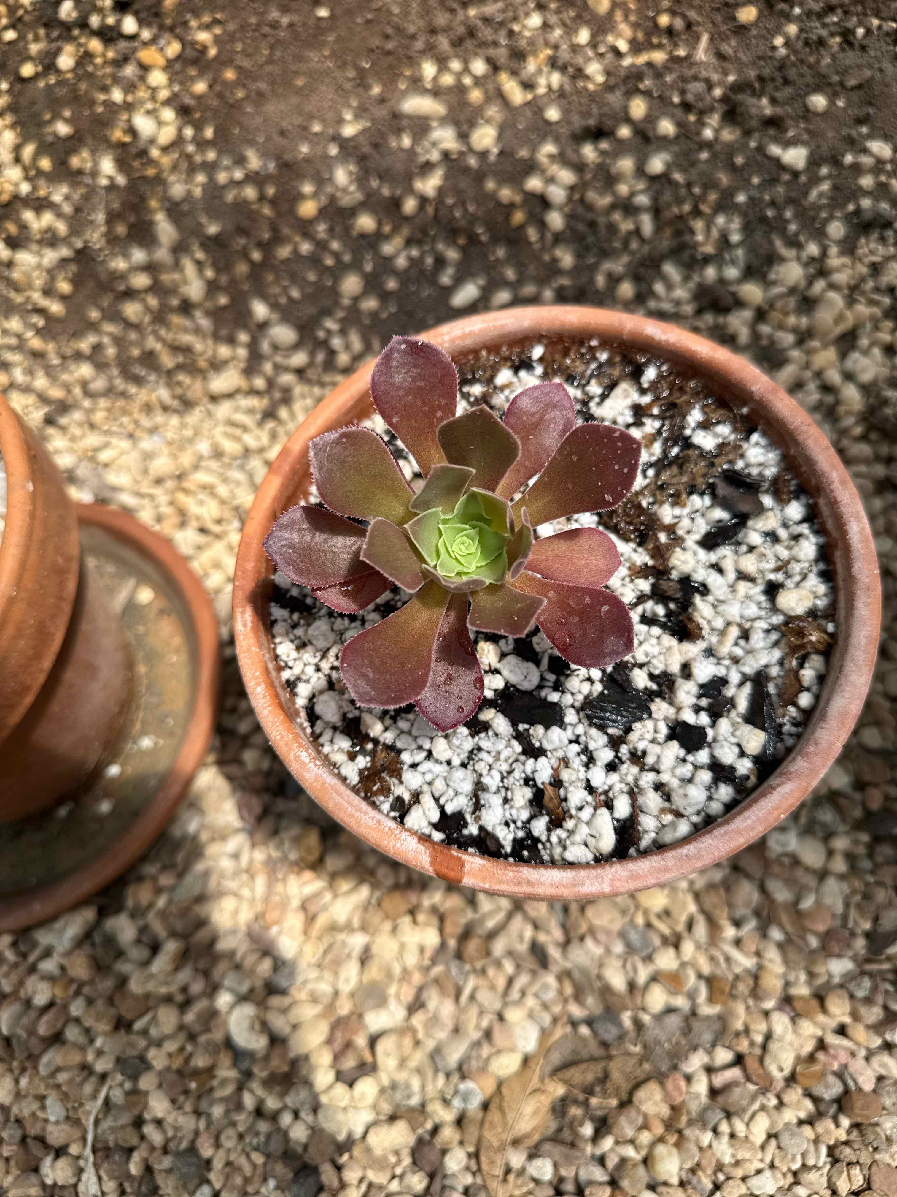 Photo of the plant species Crested Halloween Aeonium by @RJG named Hashb on Greg, the plant care app