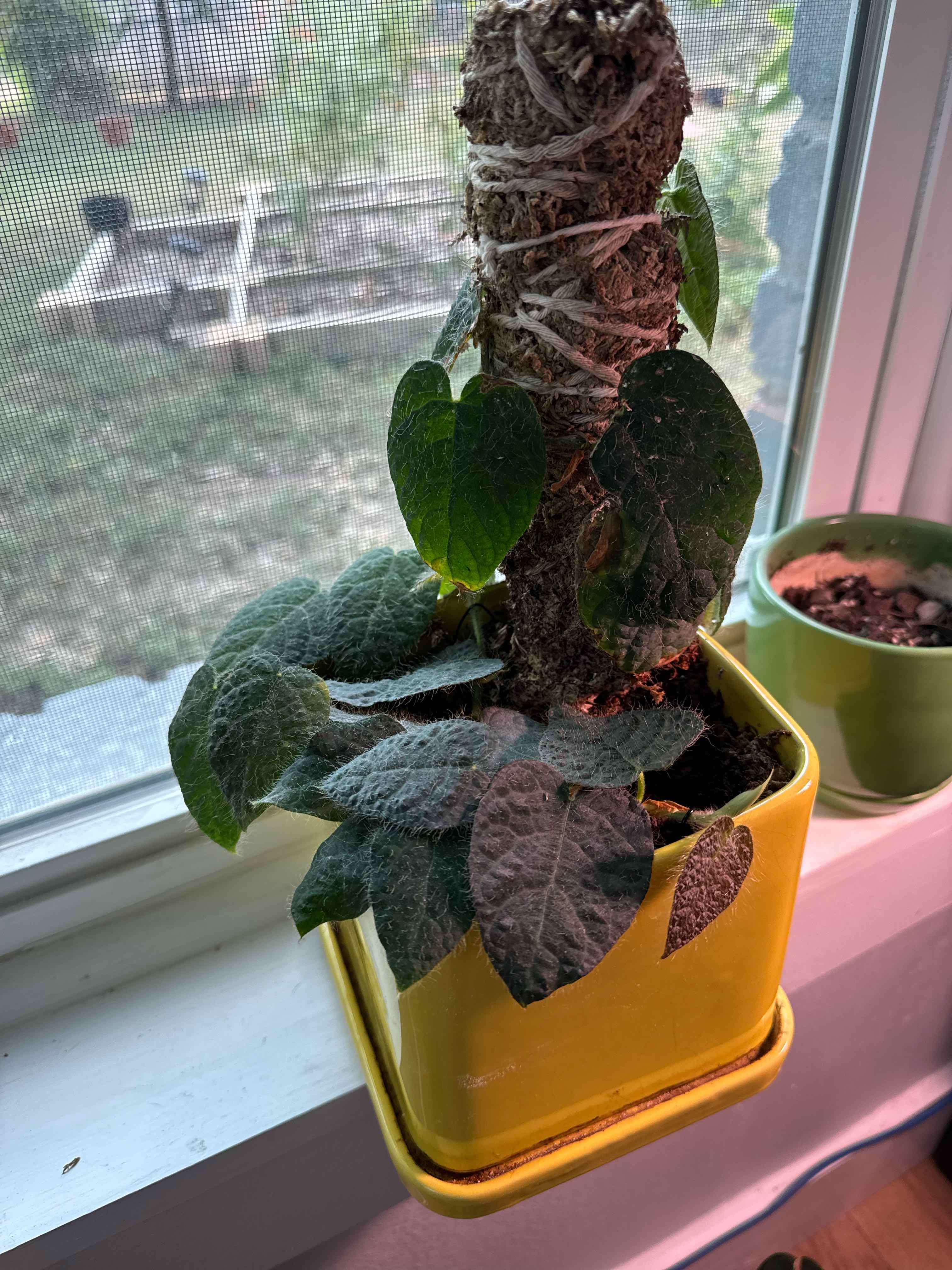 Photo of the plant species Shaggy Leaf Fig by @RJG named Scooby on Greg, the plant care app