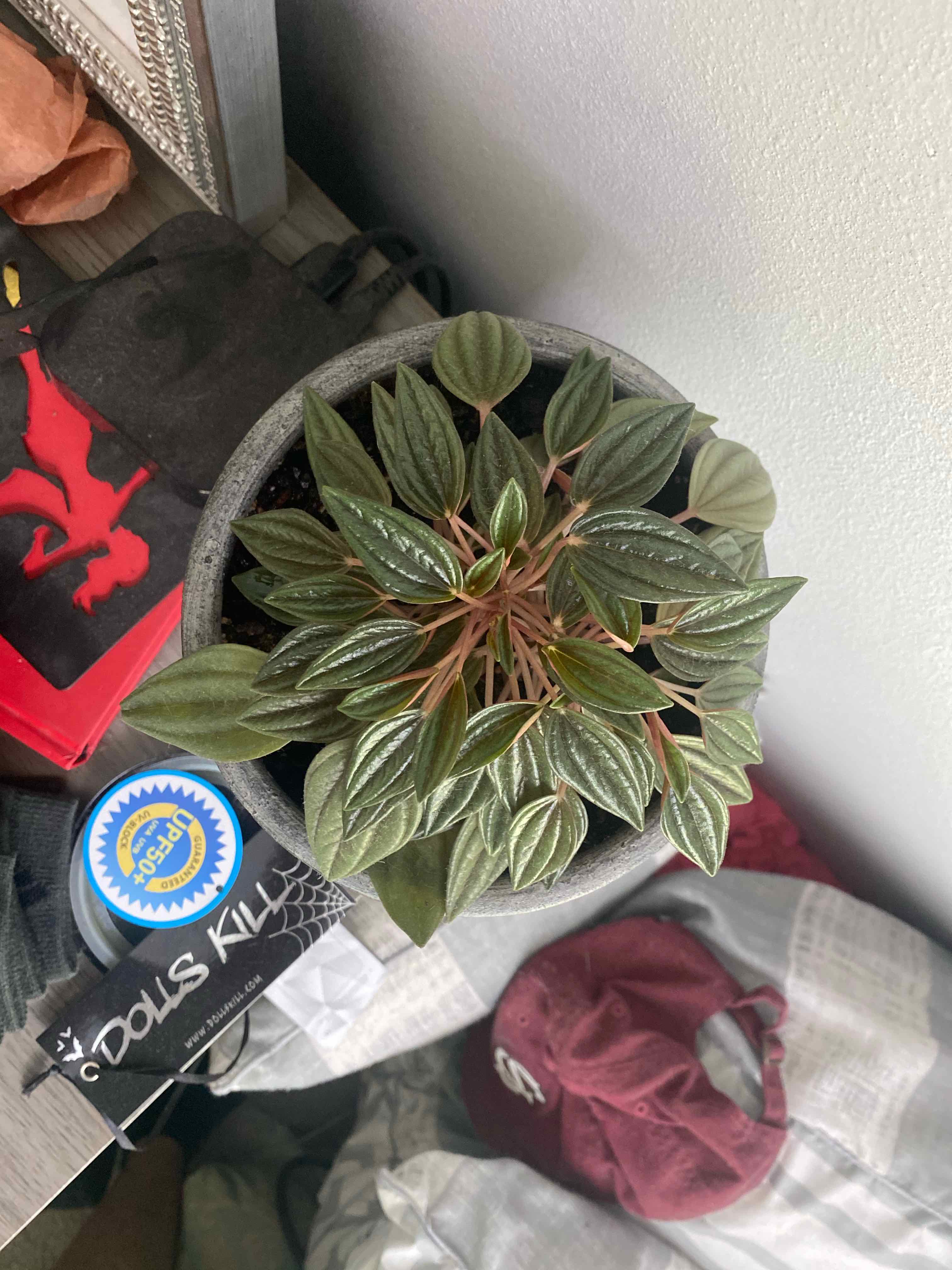 Peperomia 'Rosso' plant in a pot, healthy with vibrant leaves.