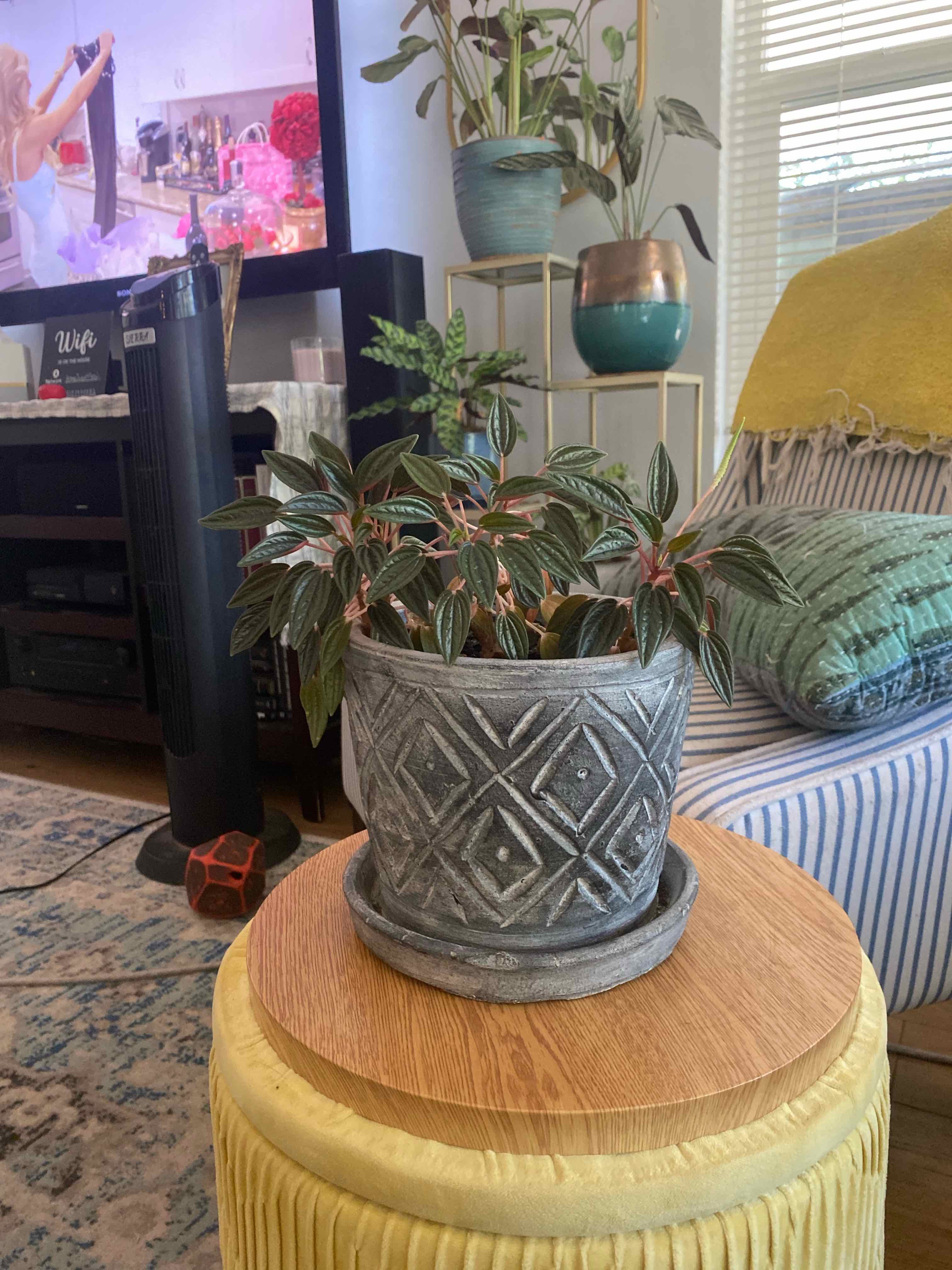 Peperomia 'Rosso' plant photo by @RJG named Pepper on Greg, the plant care app.