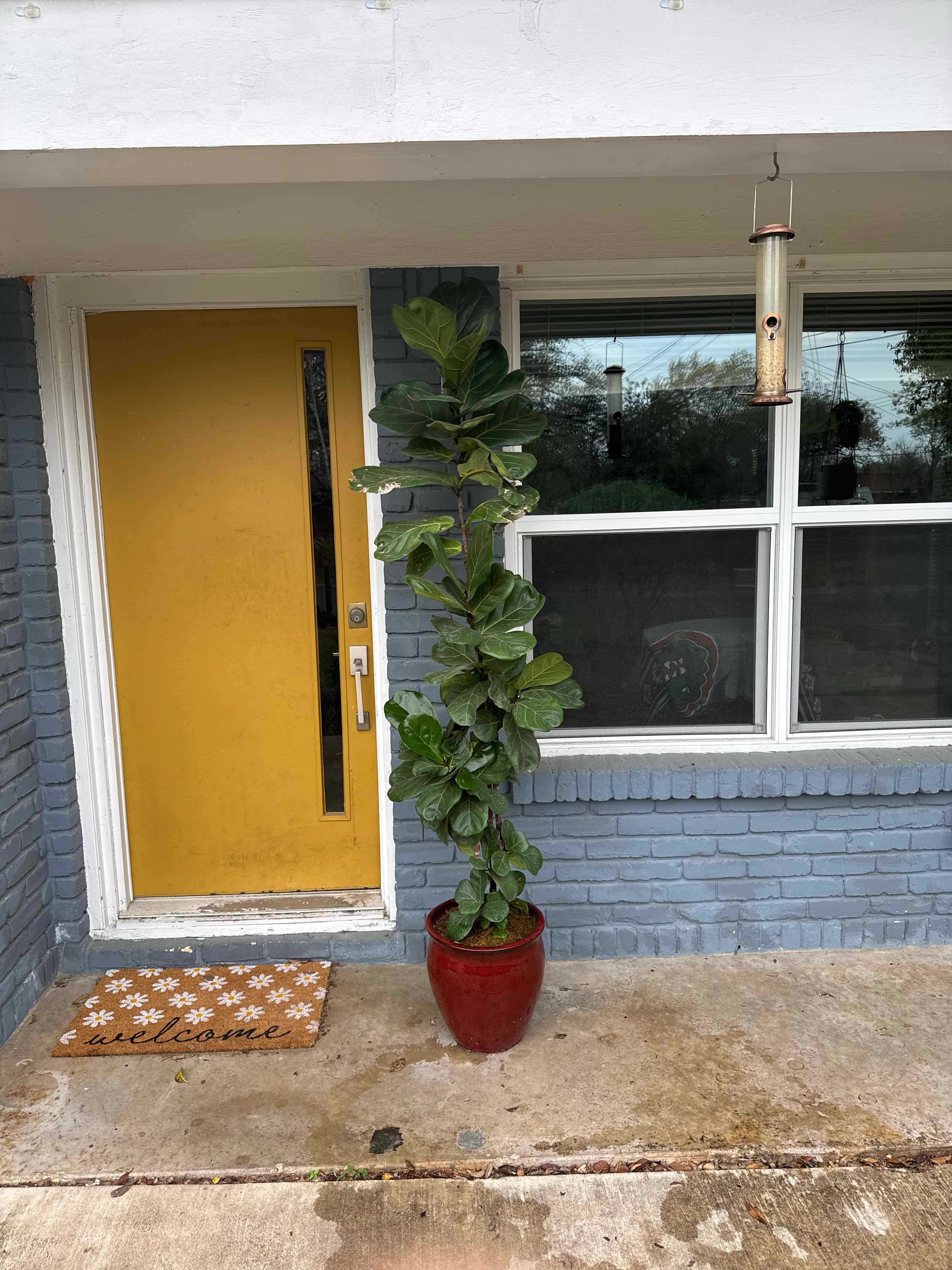 Fiddle Leaf Fig plant photo by @RJG named FLF BOI on Greg, the plant care app.