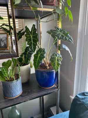 Alocasia Polly Plant plant photo by @RJG named Paula on Greg, the plant care app.