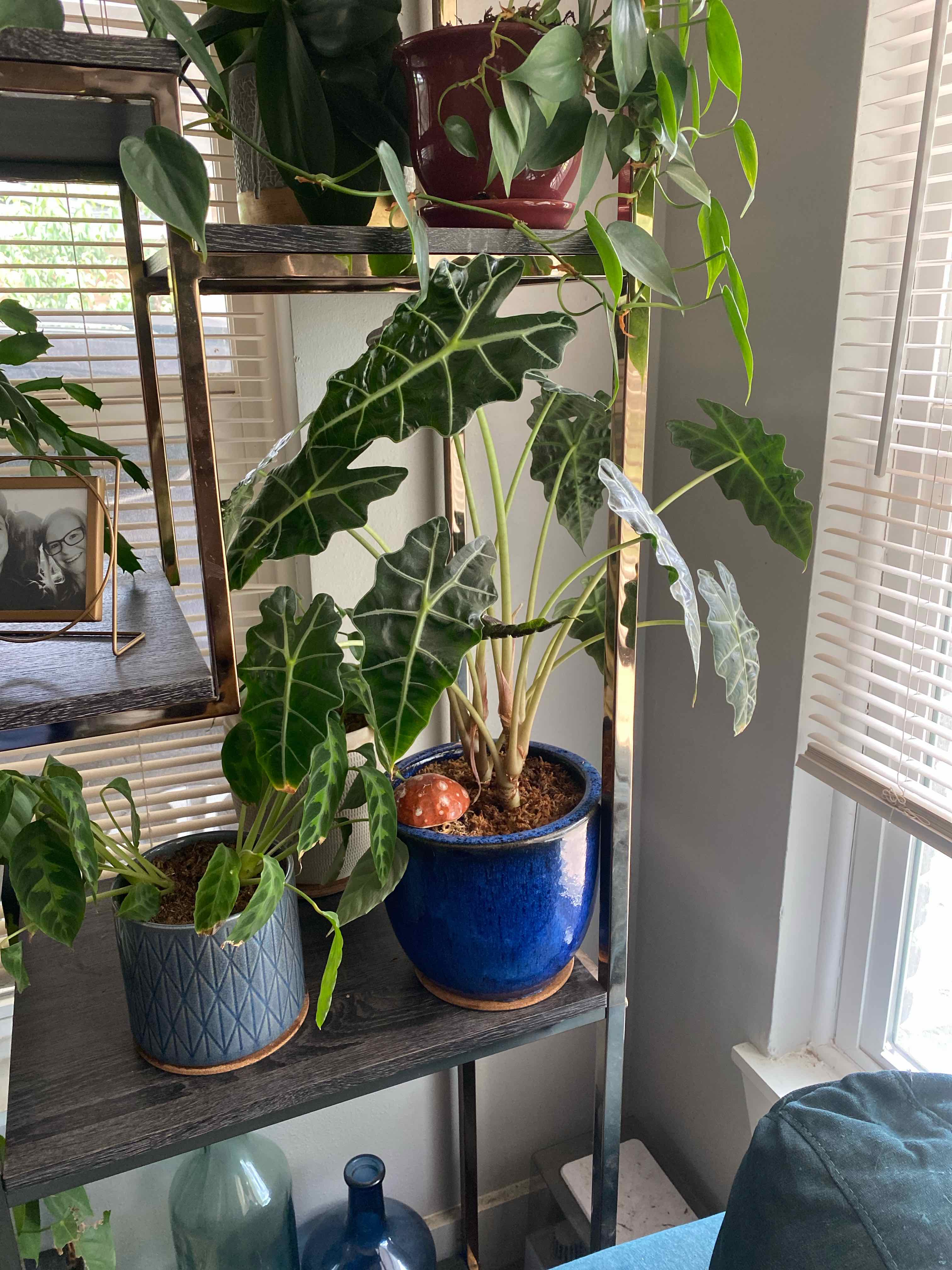 Alocasia Polly Plant plant photo by @RJG named Paula on Greg, the plant care app.