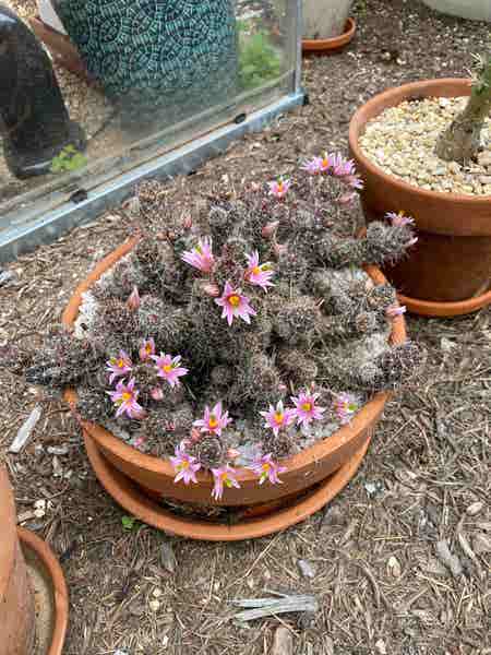 Photo of the plant species Mammillaria mazatlanensis by @RJG named Fischer on Greg, the plant care app