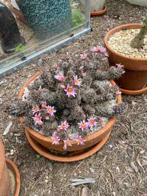 Mammillaria mazatlanensis plant photo by @RJG named Fischer on Greg, the plant care app.