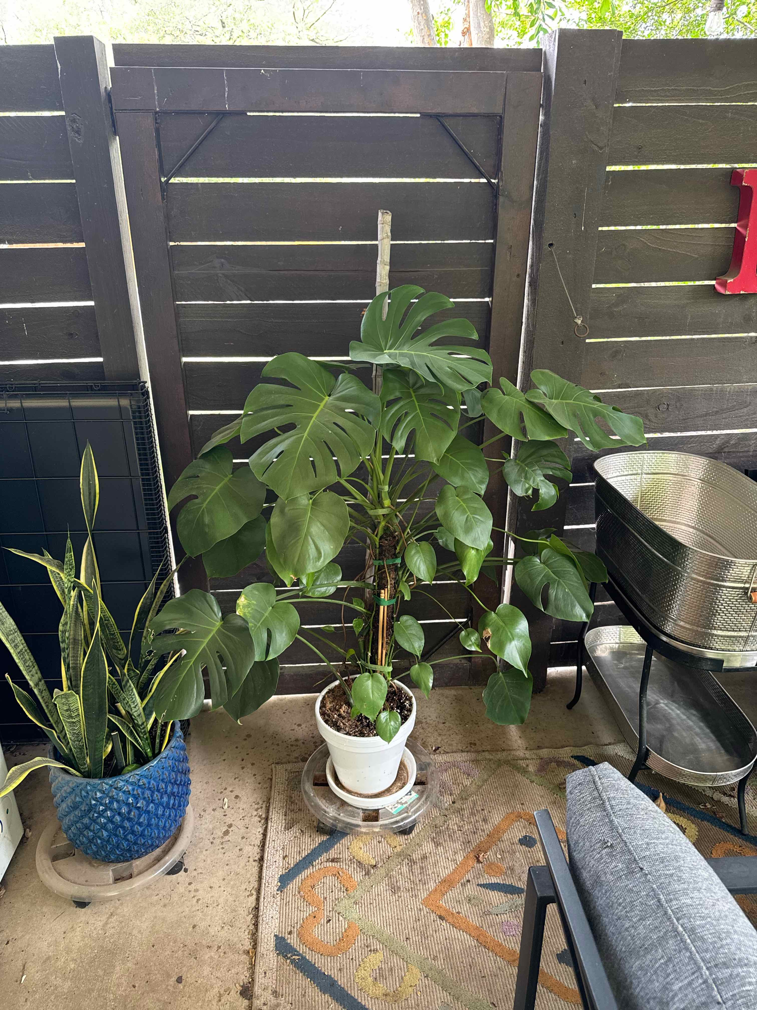 Monstera plant photo by @RJG named Herman on Greg, the plant care app.