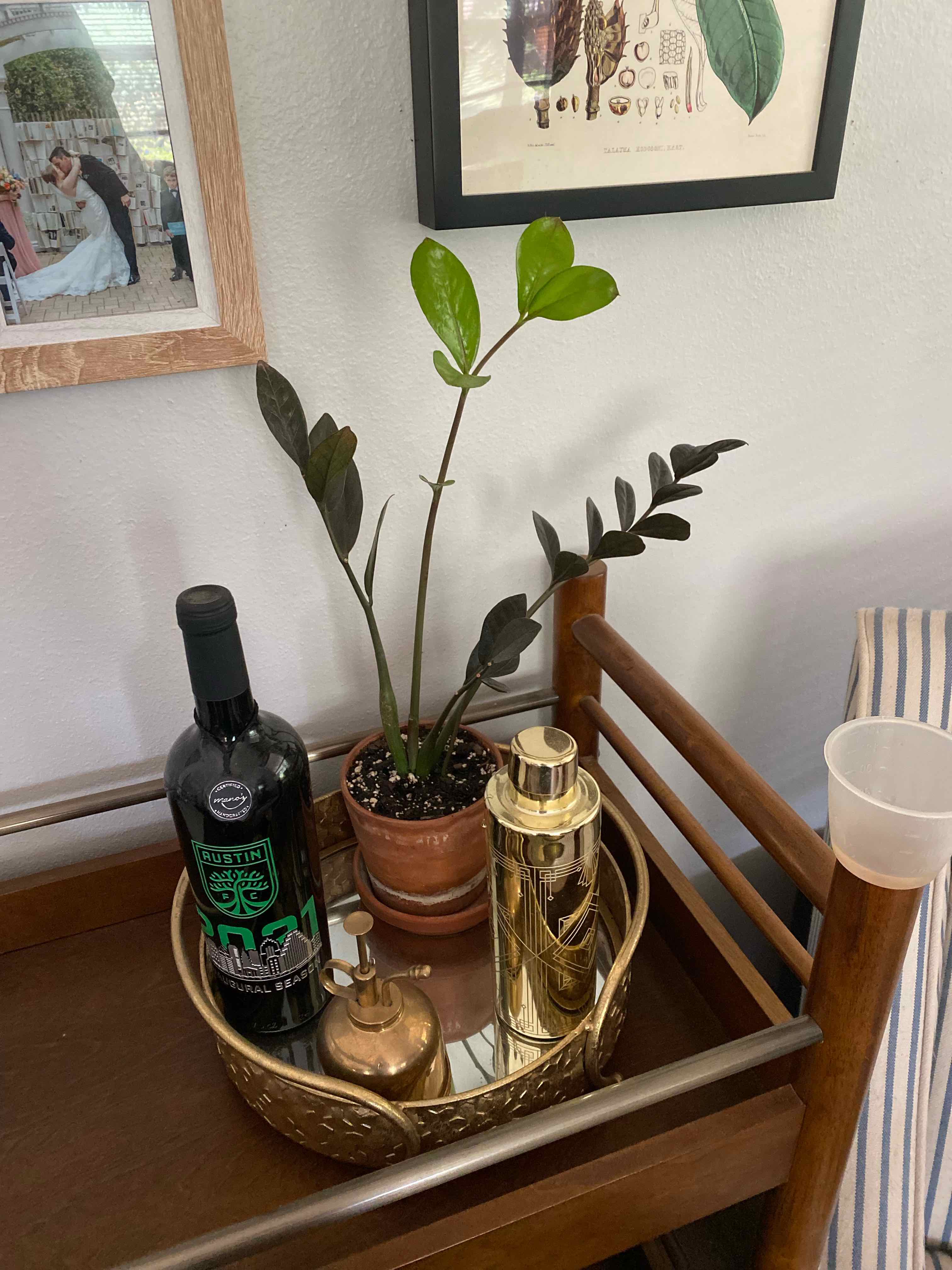 Raven ZZ Plant plant photo by @RJG named Raven on Greg, the plant care app.