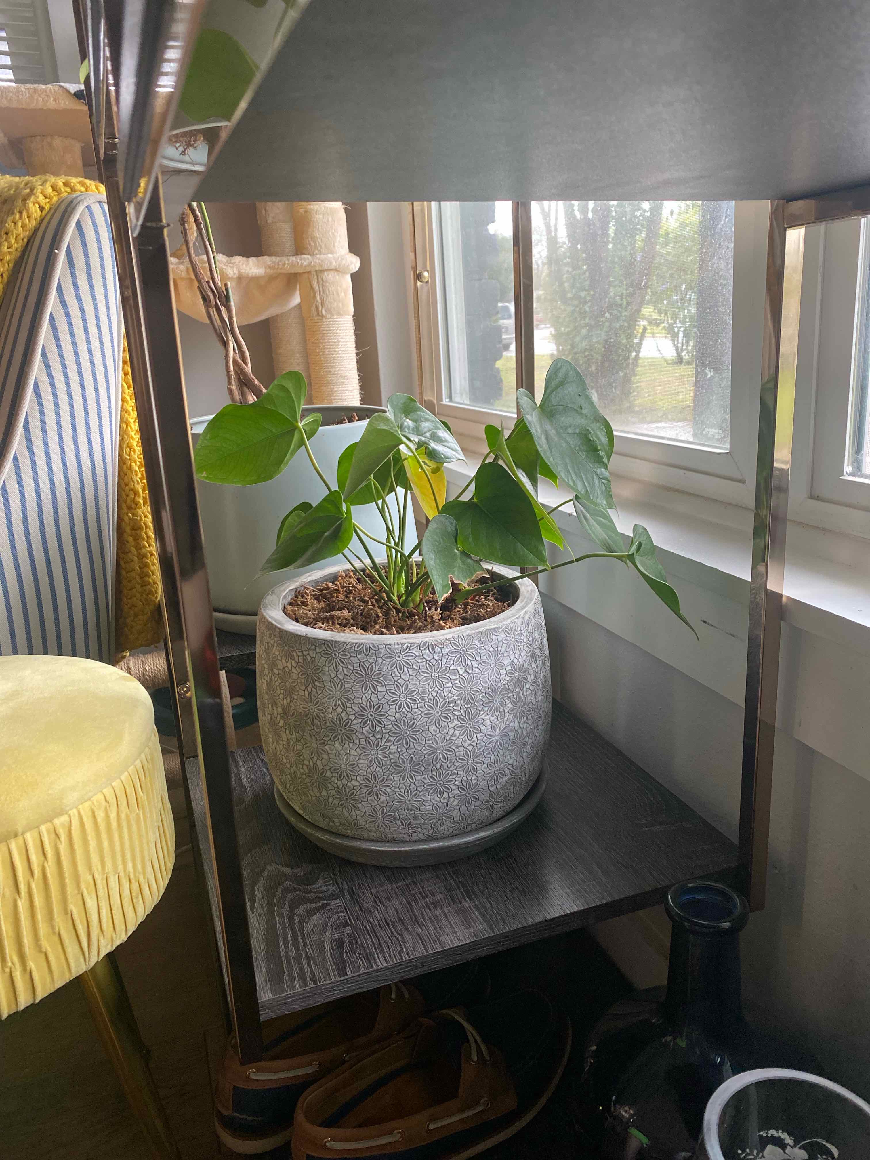 Painter's Palette plant photo by @RJG named Van Gogh on Greg, the plant care app.
