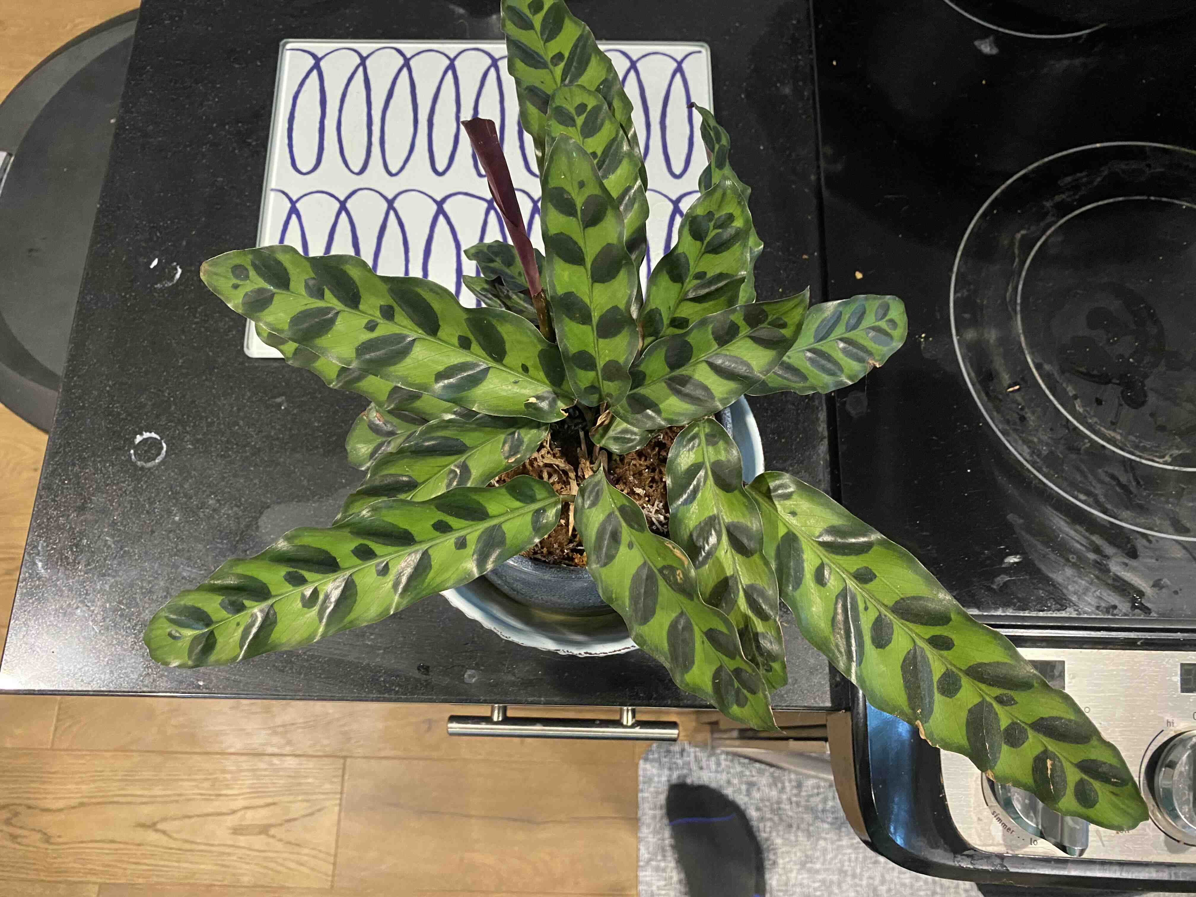 Rattlesnake Plant (Calathea lancifolia) with healthy patterned leaves in a pot on a kitchen counter.