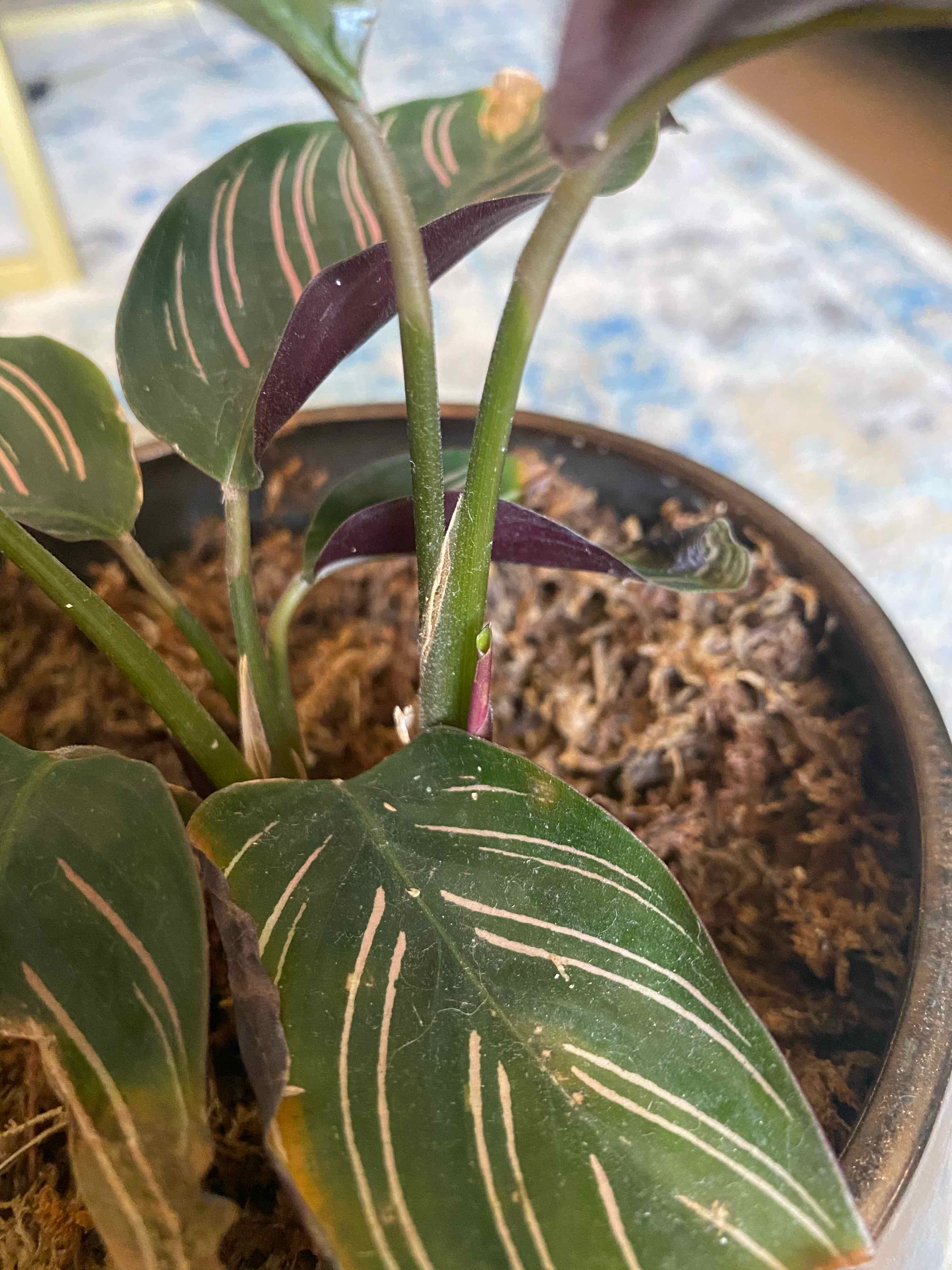 Pinstripe Calathea plant with distinct white stripes on leaves, slight browning at edges, in a pot.