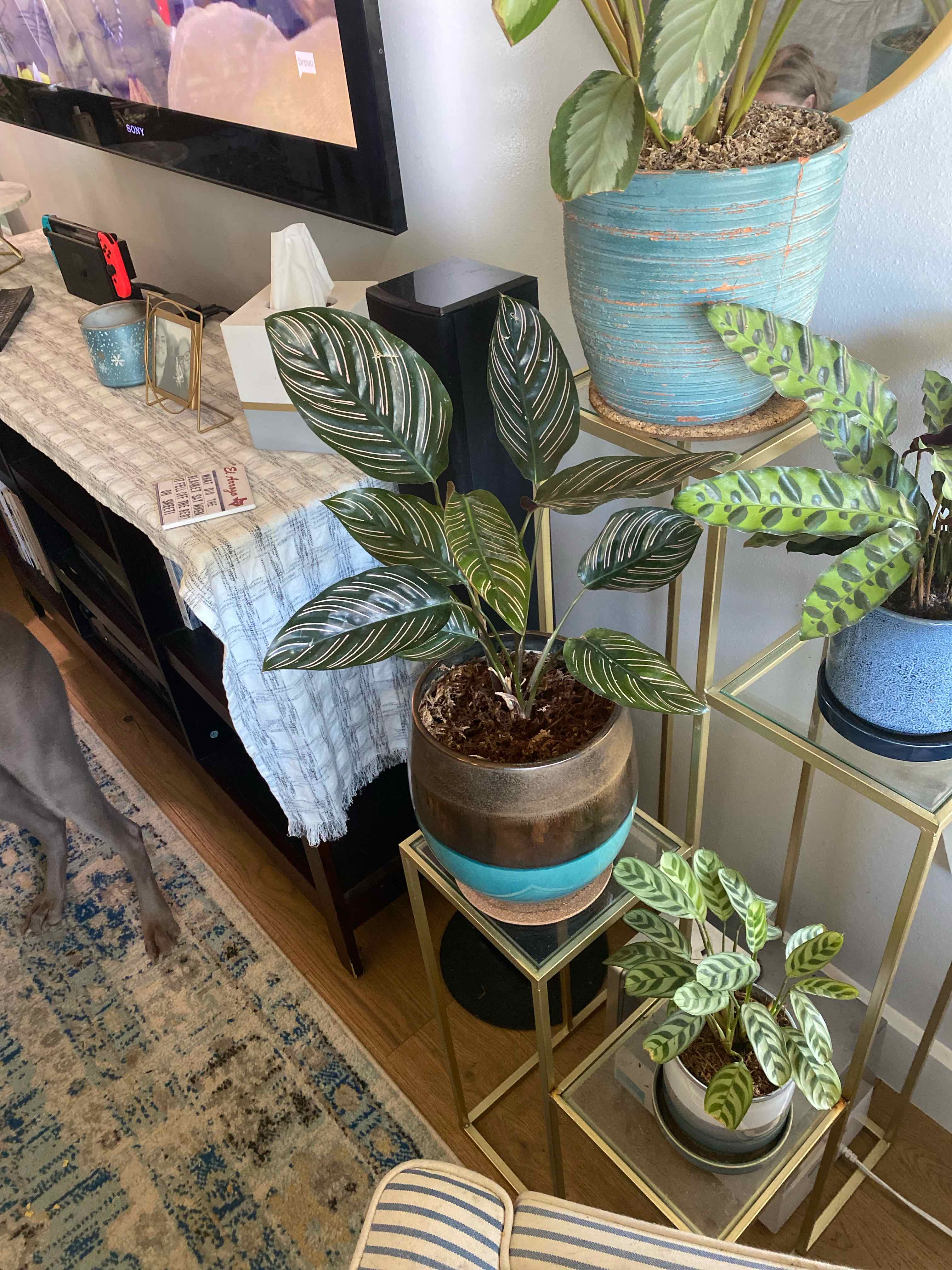 Pinstripe Calathea plant photo by @RJG named Orion on Greg, the plant care app.