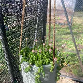 String of Pearls plant in Austin, Texas