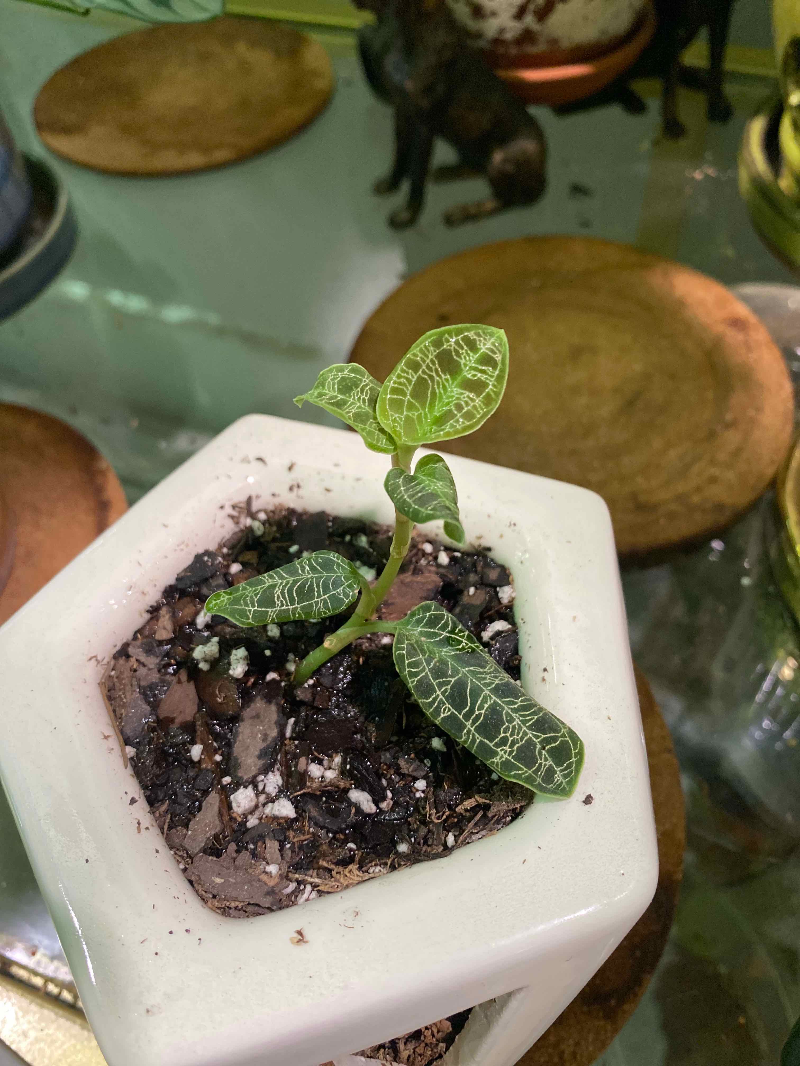 Lightning Bolt Jewel Orchid in a white hexagonal pot with visible soil and healthy green leaves.
