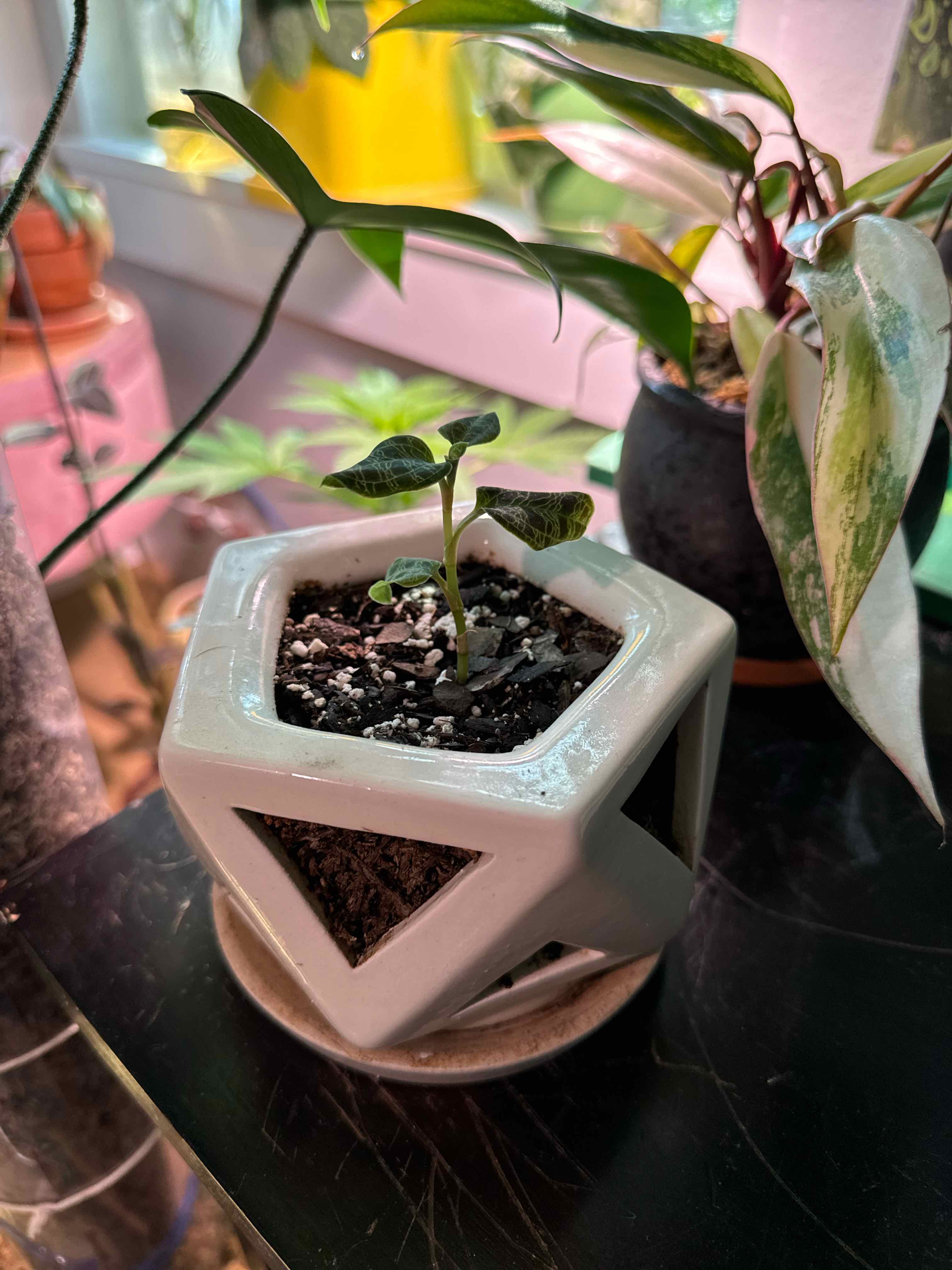 Lightning Bolt Jewel Orchid plant photo by @RJG named Jewel on Greg, the plant care app.