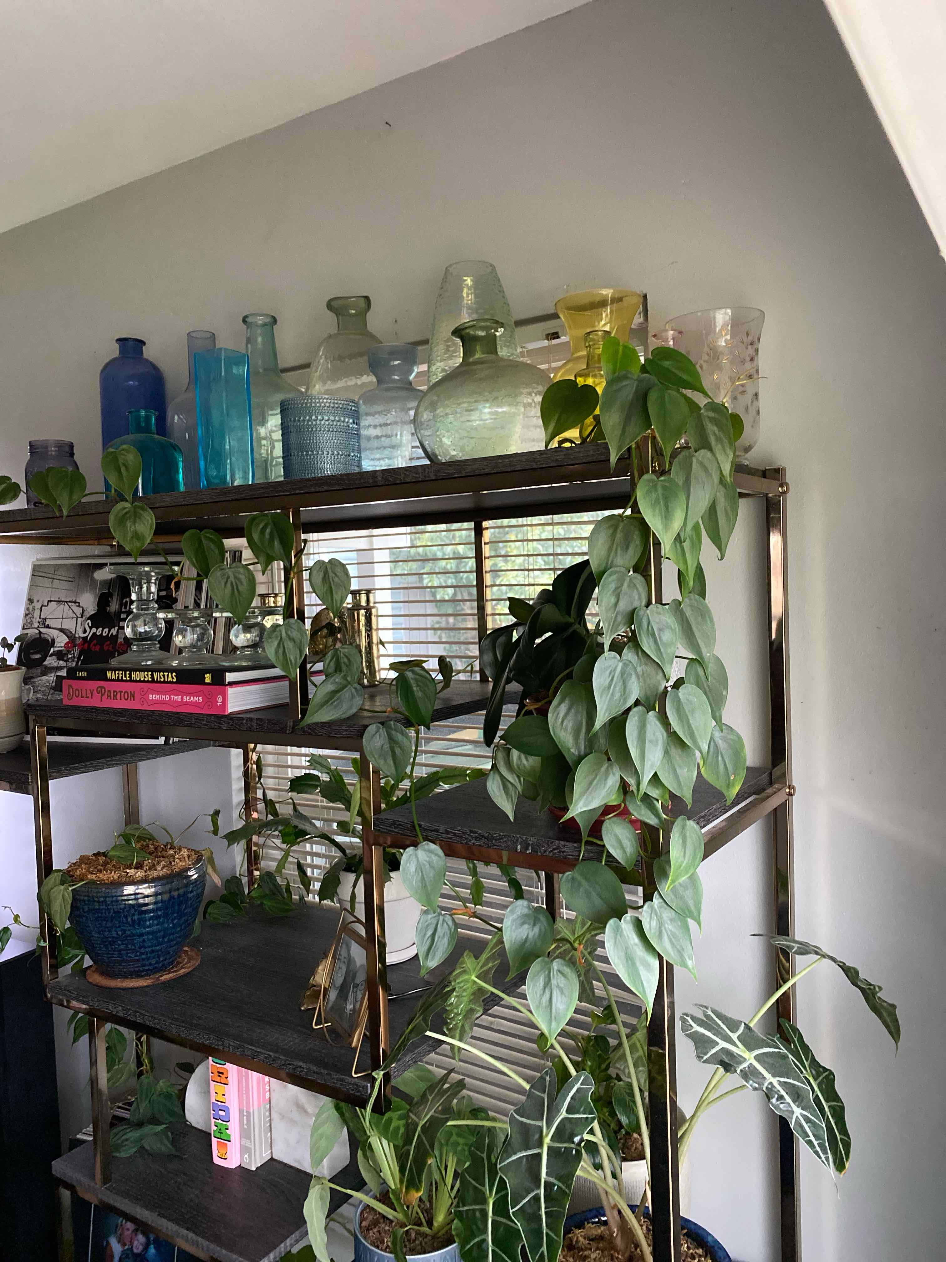 Philodendron Scandens plant photo by @RJG named Gee on Greg, the plant care app.