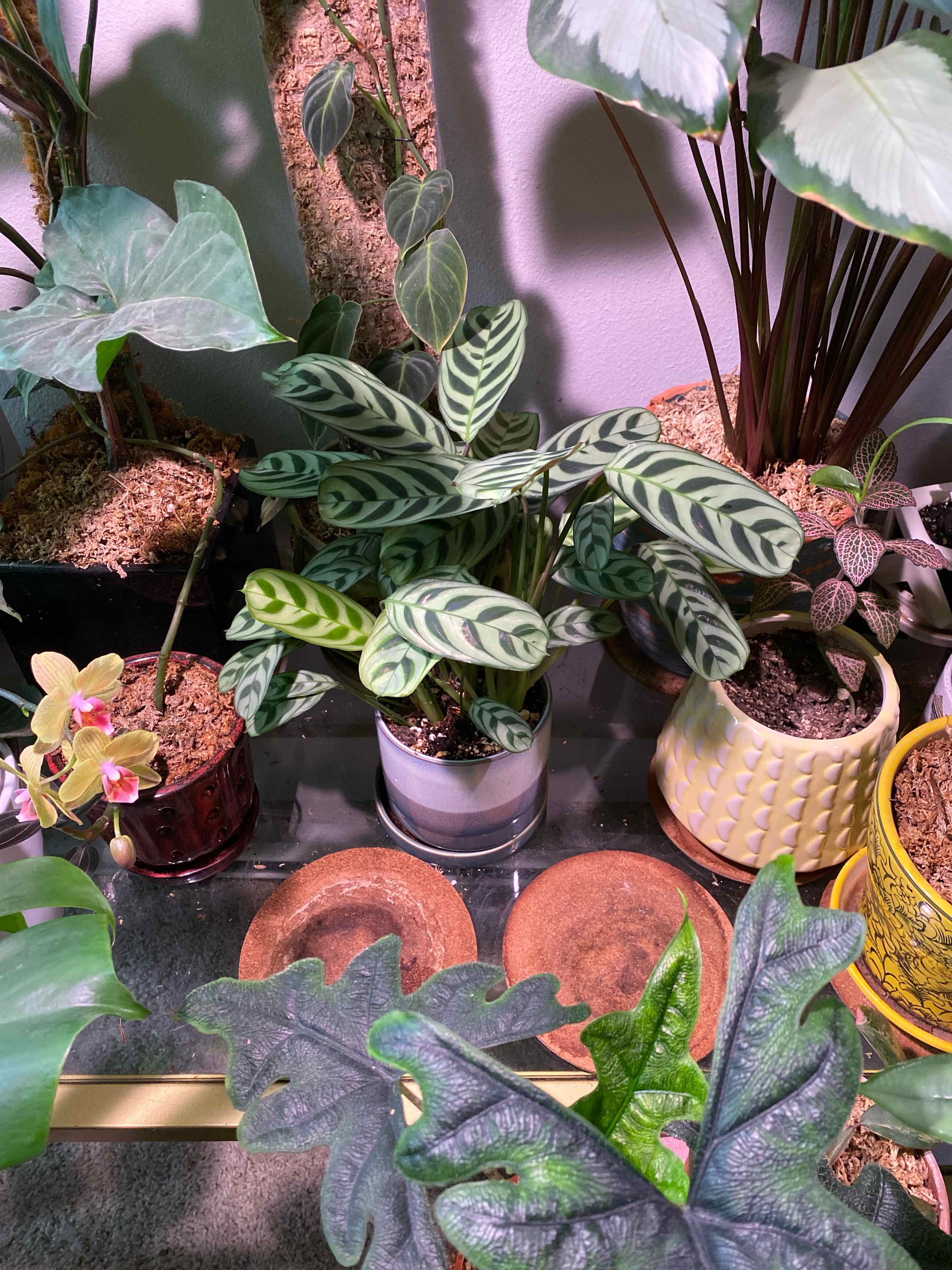 Vibrant, healthy Fishbone Prayer Plant with distinctive veined leaves, arranged artfully with other tropical houseplants in decorative pots.