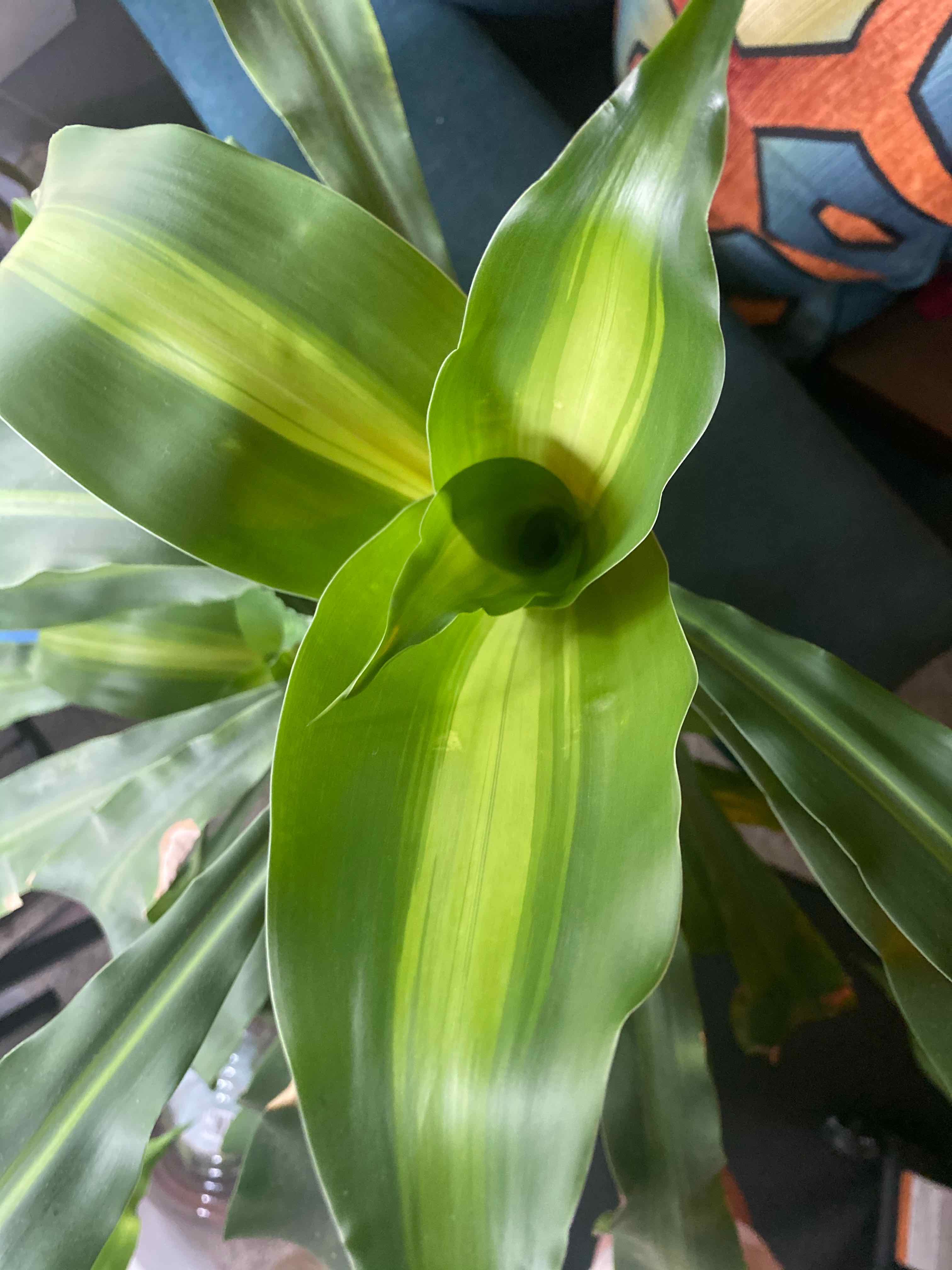 Dracaena Massangeana plant with vibrant green leaves and a central yellow stripe.