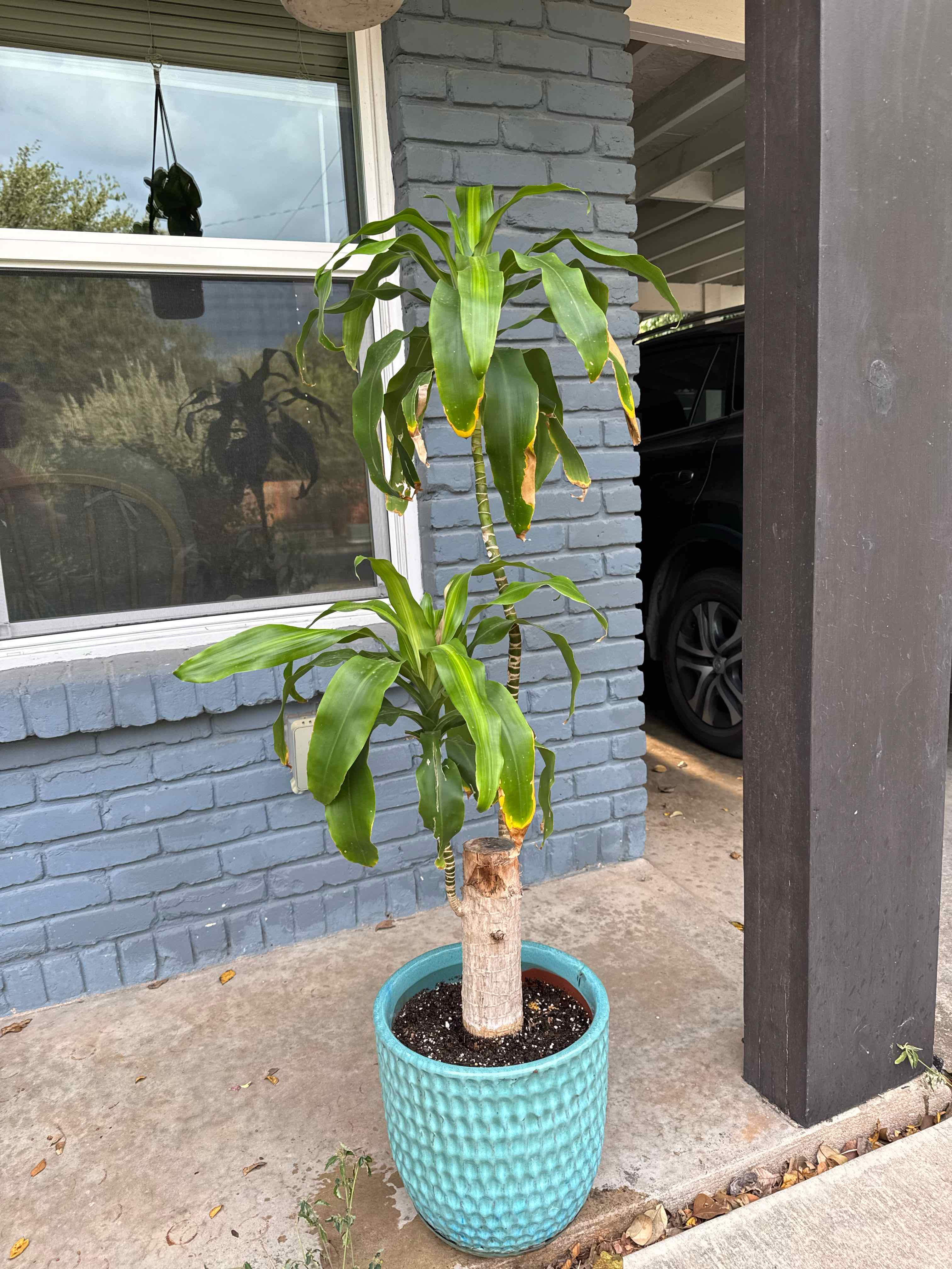 Photo of the plant species Dracaena Massangeana by @RJG named Carl on Greg, the plant care app