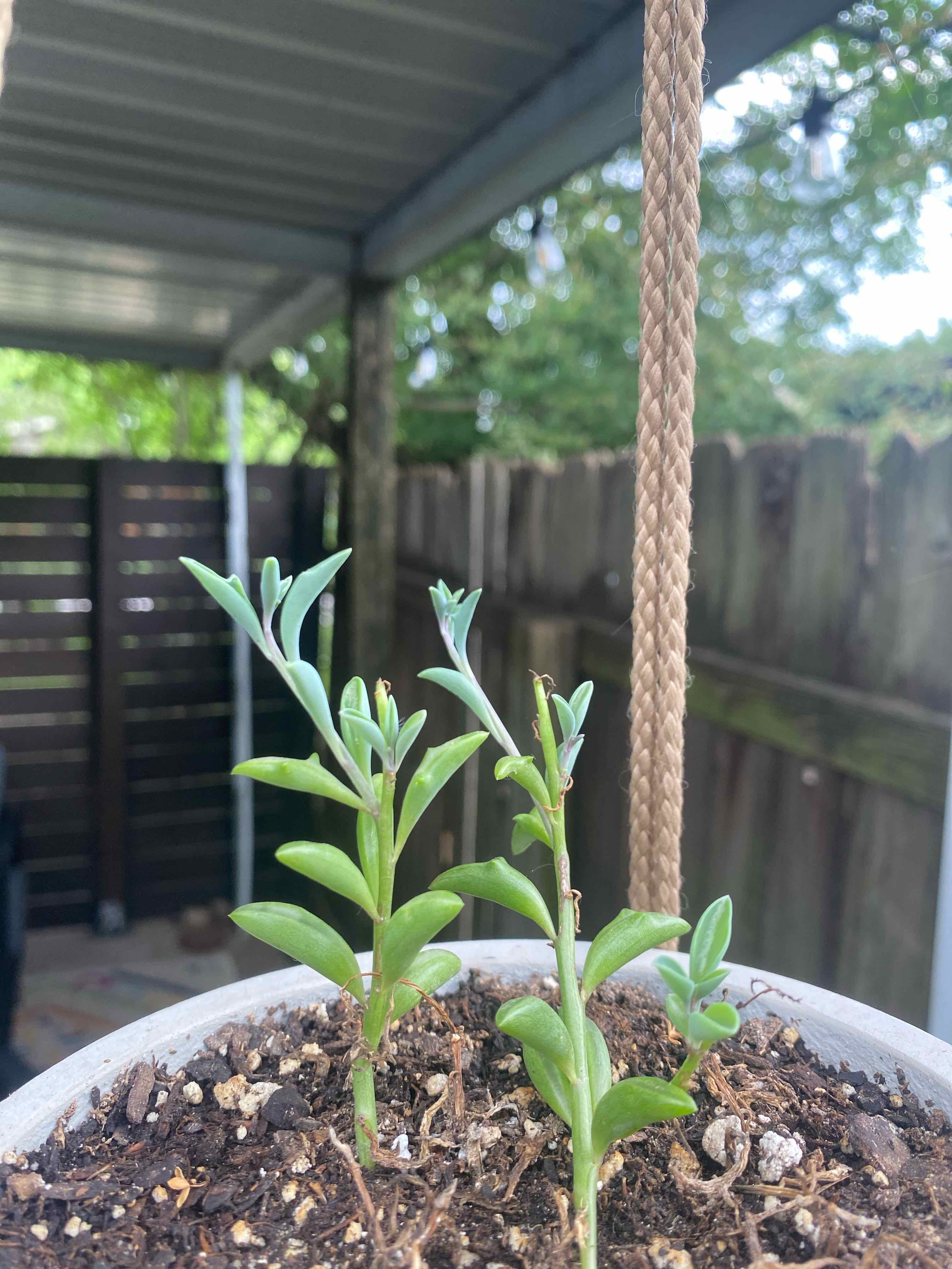 String of Dolphins plant in a pot with visible soil, healthy and well-framed.