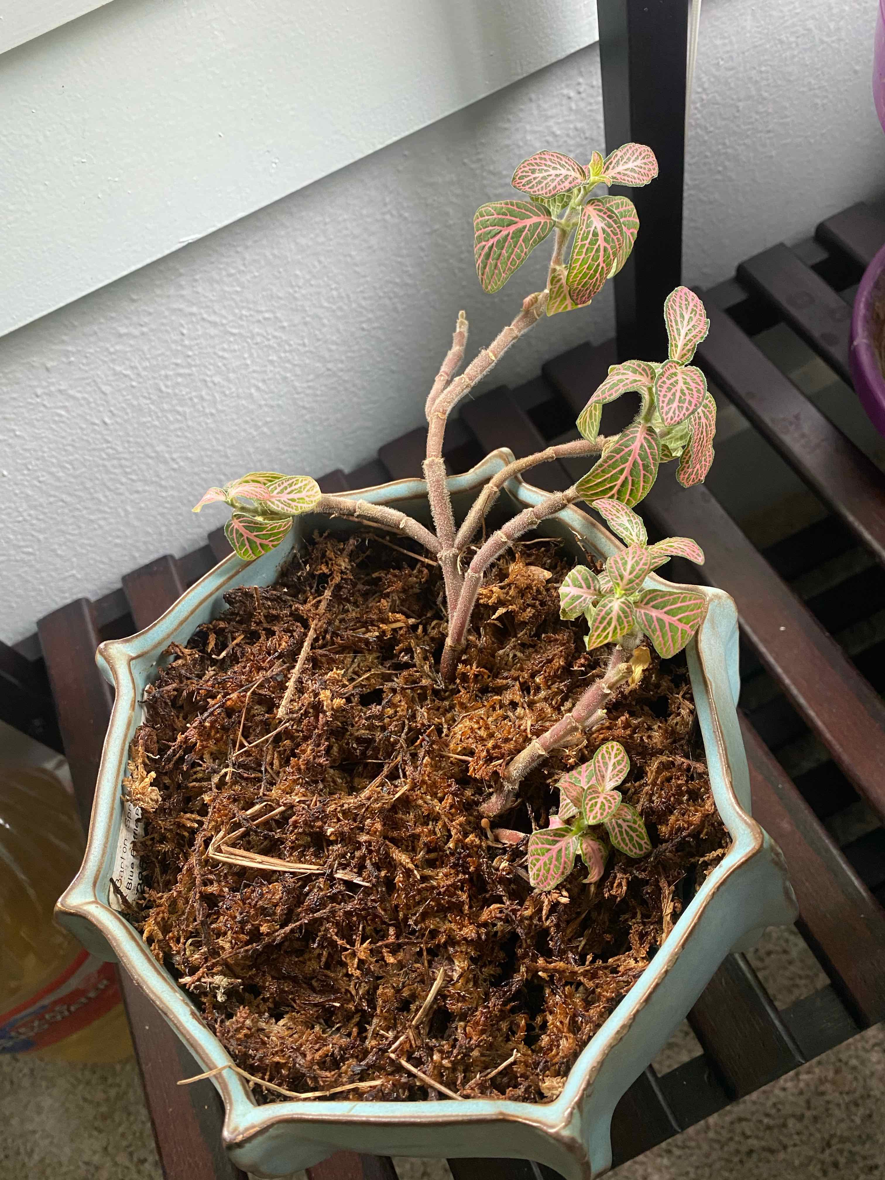 Nerve Plant in a pot with visible soil, showing some healthy and some wilted leaves.