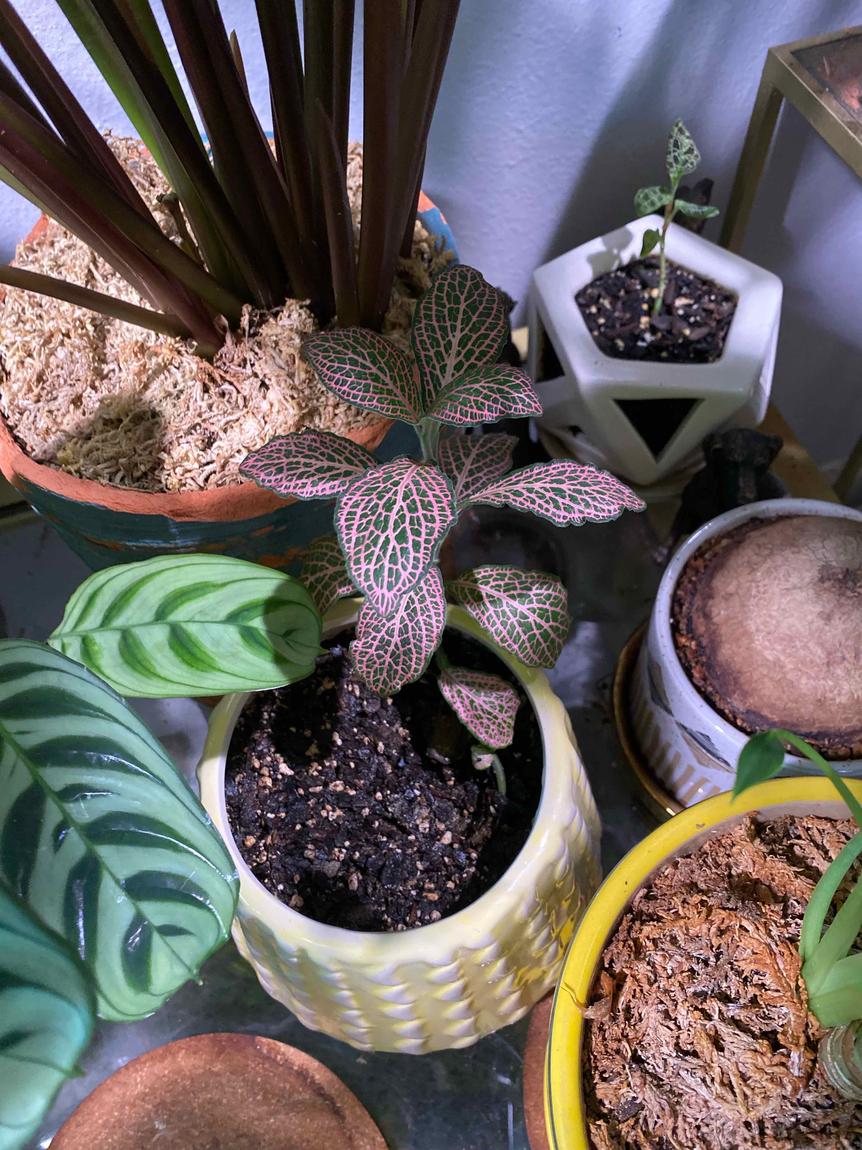 Nerve Plant plant photo by @RJG named Vanity on Greg, the plant care app.