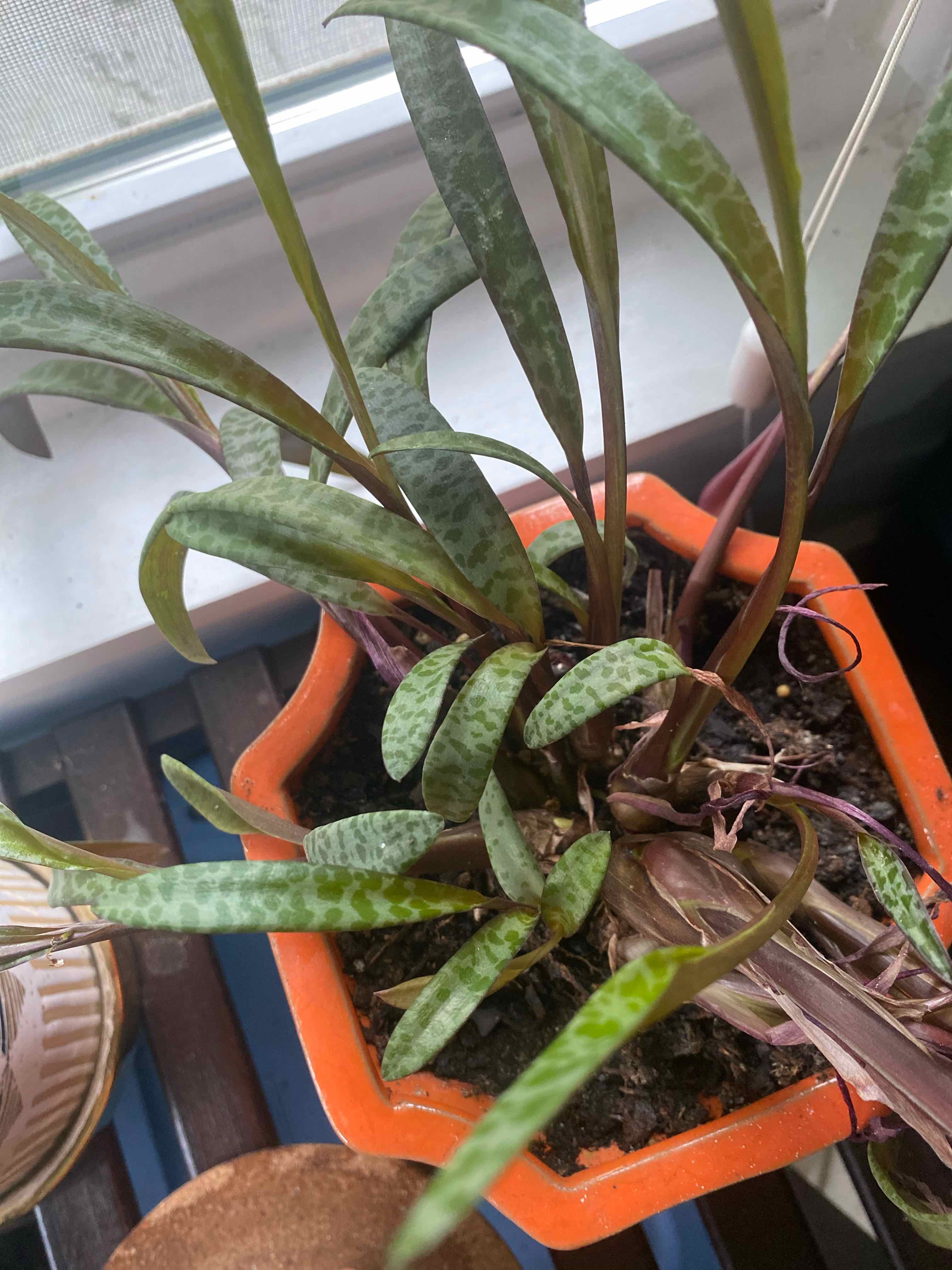 Silver Squill plant in a pot with healthy green leaves and visible soil.