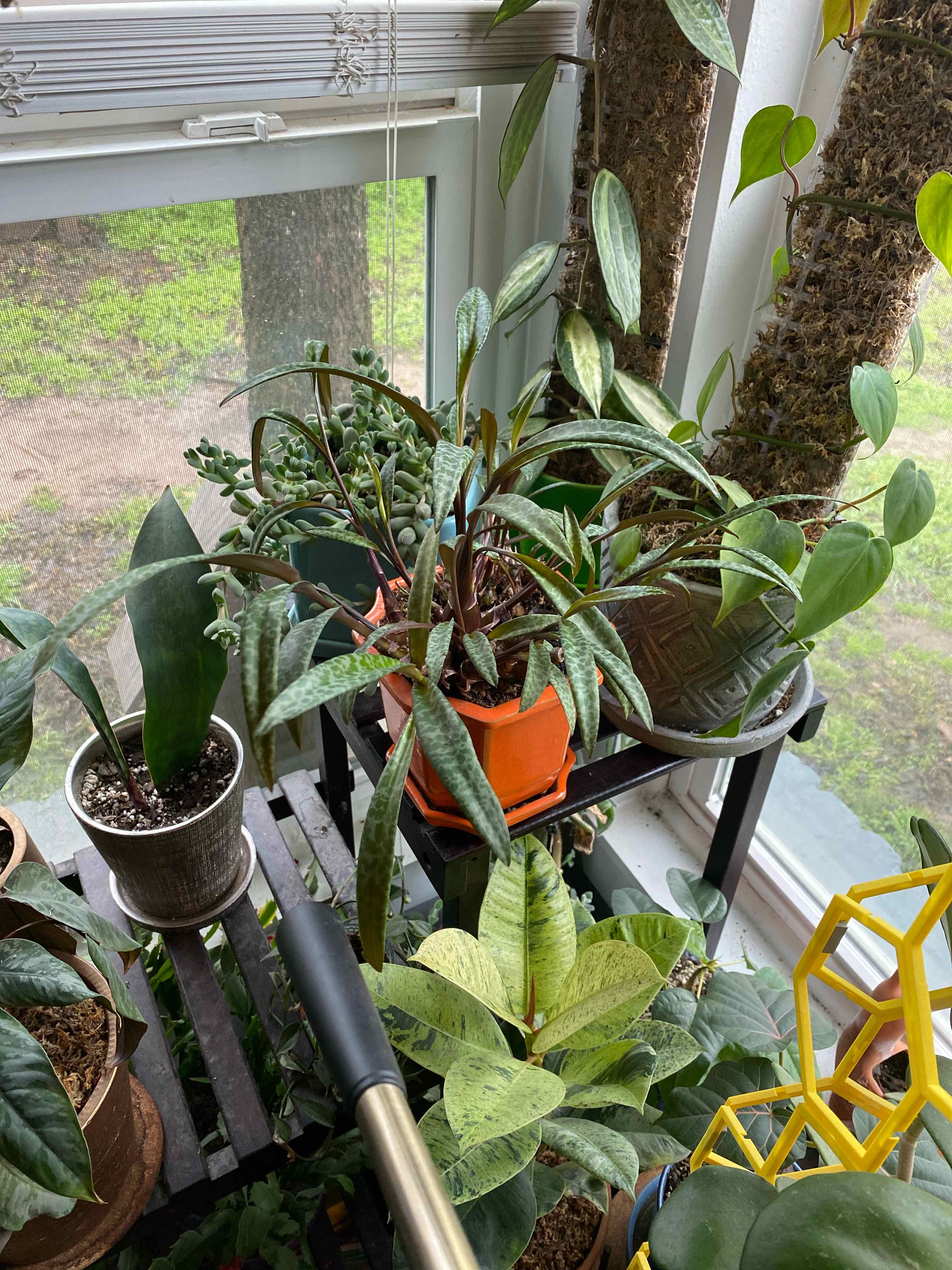 Silver Squill plant photo by @RJG named Leo on Greg, the plant care app.