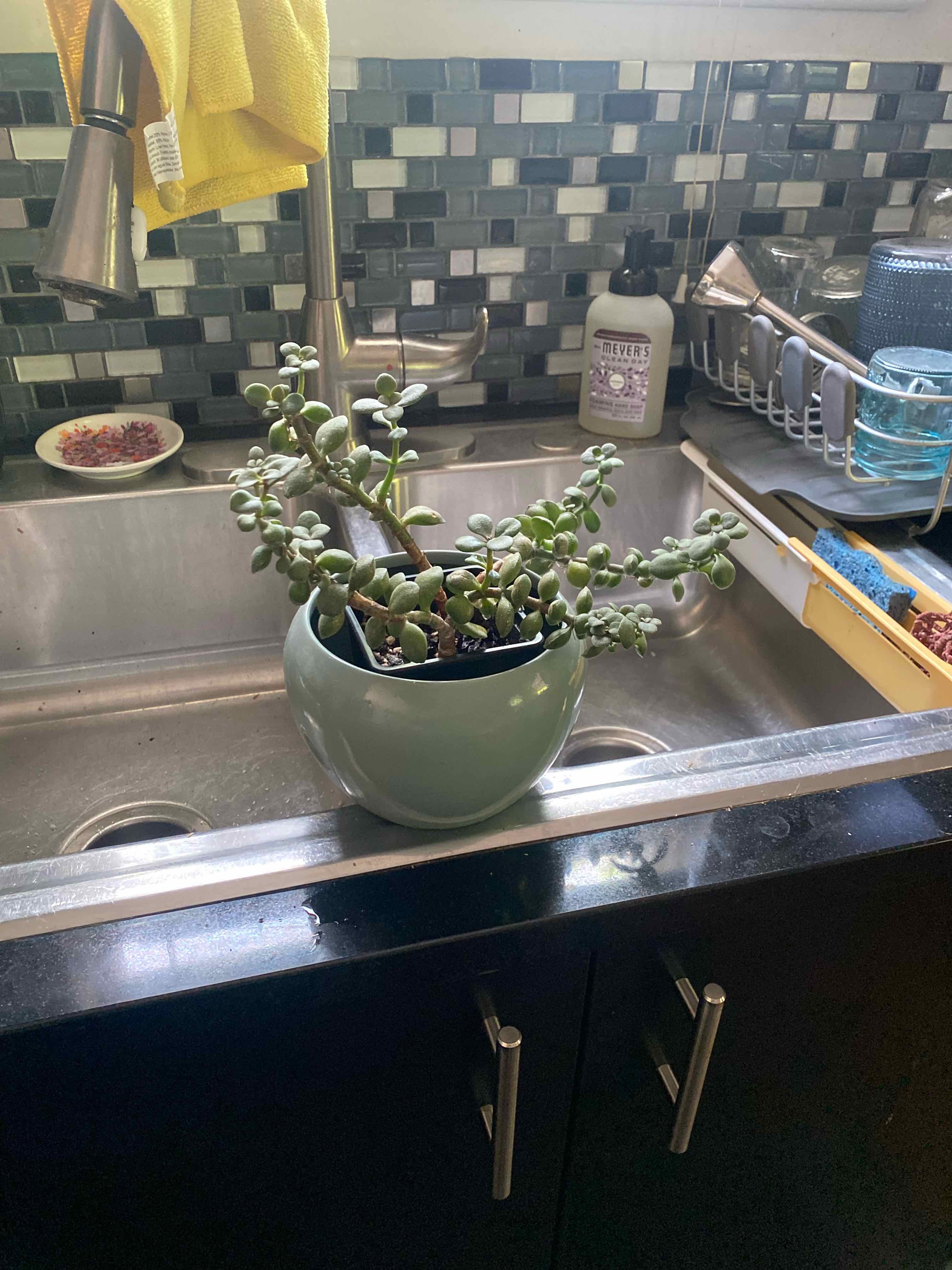 Lucky Plant plant photo by @RJG named Jade on Greg, the plant care app.