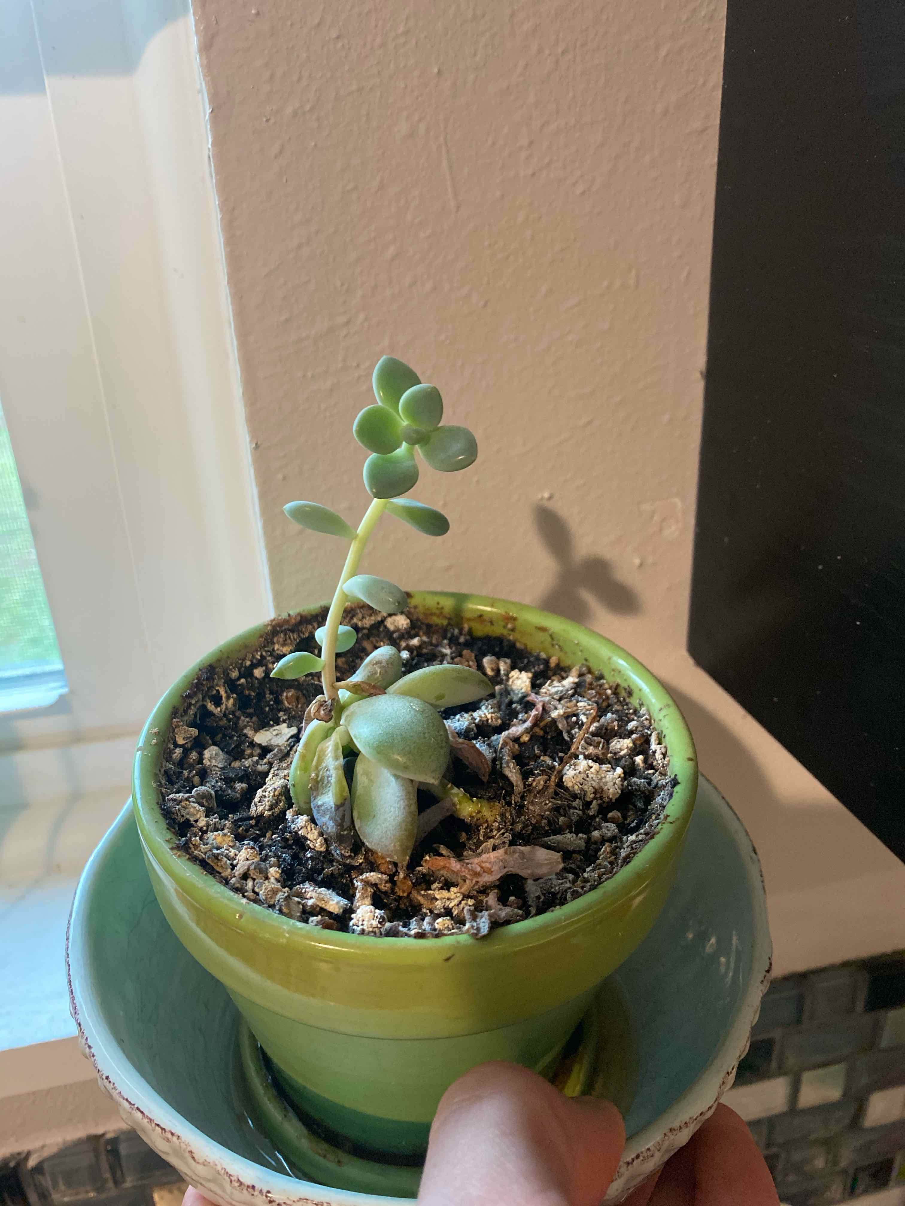 Potted Ghost Plant with visible soil in a green pot, held by a hand.