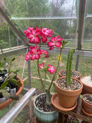 Impala Lily plant photo by @RJG named Rosie on Greg, the plant care app.