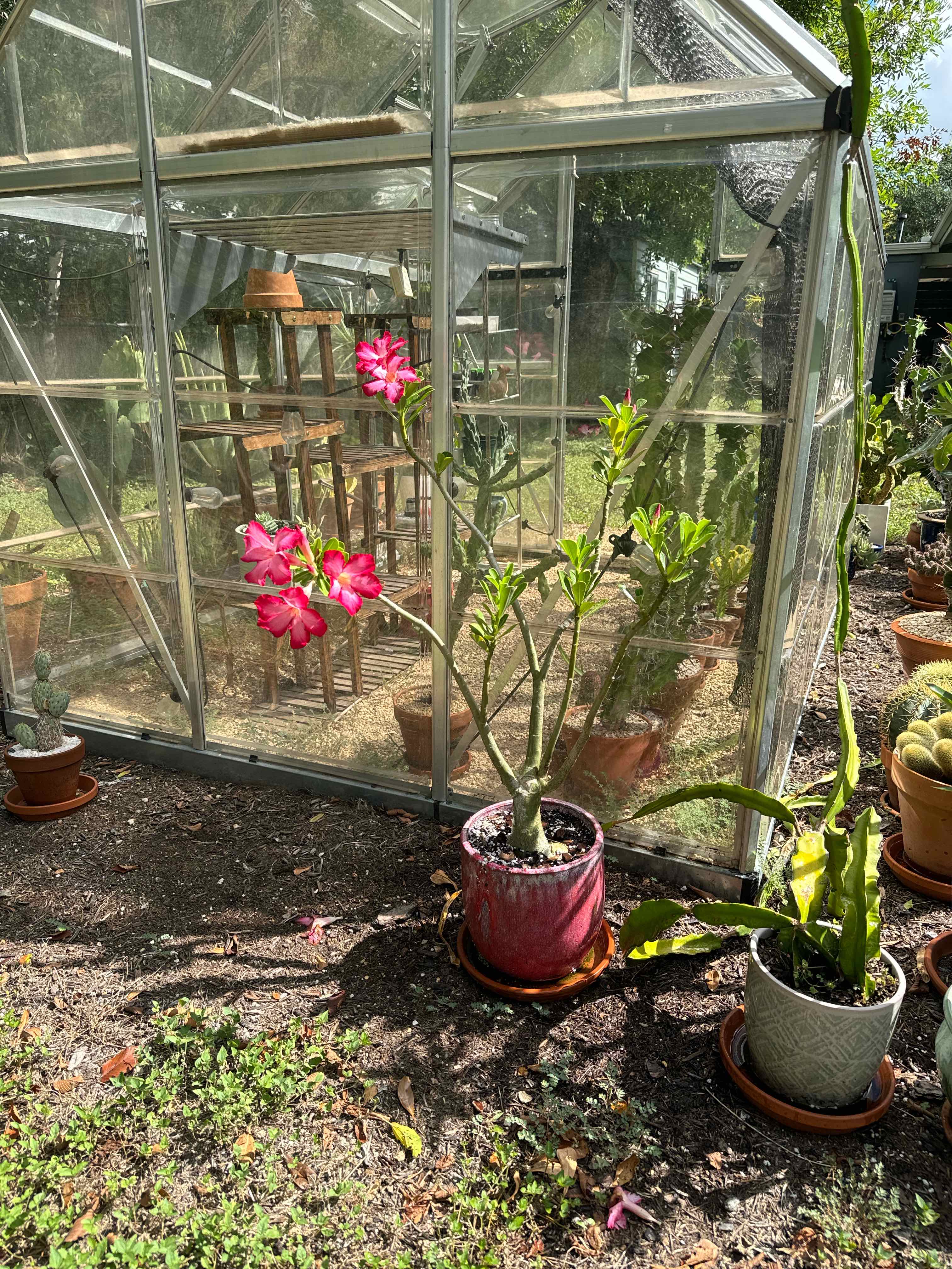 Desert Rose Plant plant photo by @RJG named Rosie on Greg, the plant care app.