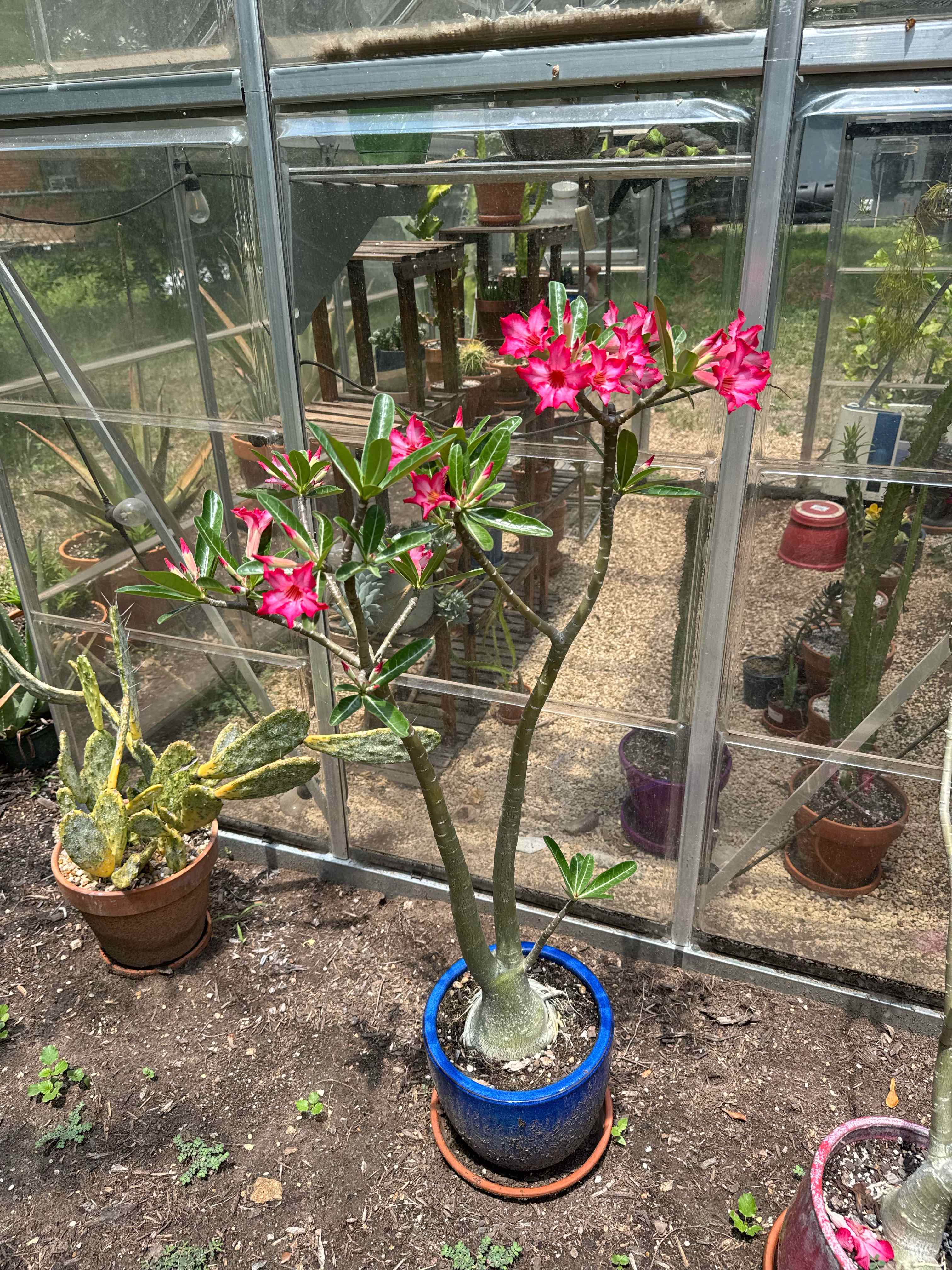 Desert Rose Plant plant photo by @RJG named Dez on Greg, the plant care app.