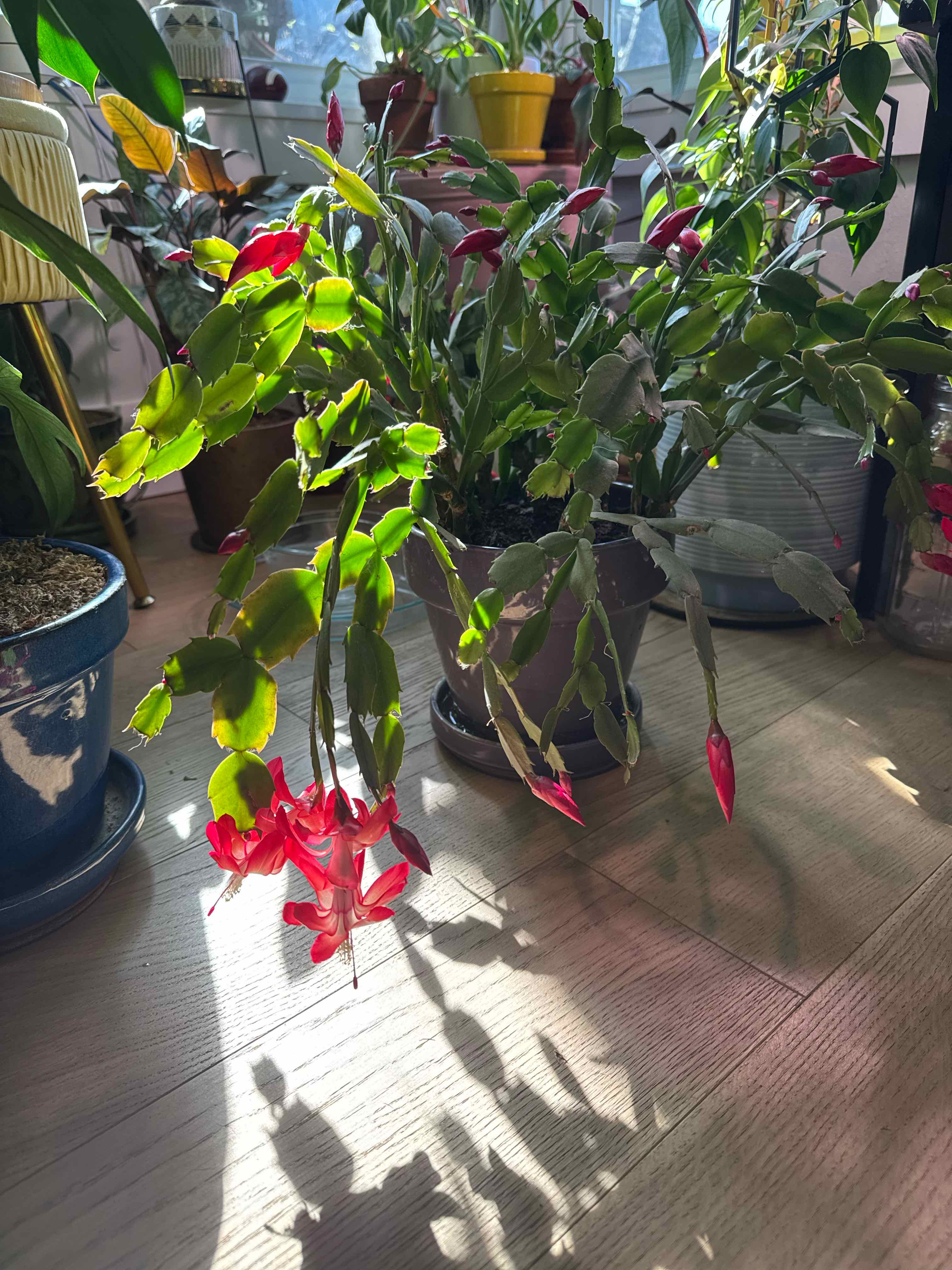 False Christmas Cactus plant photo by @RJG named Herbie on Greg, the plant care app.