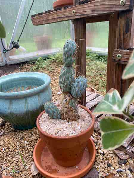Photo of the plant species Miqueliopuntia miquelii by @RJG named Scott on Greg, the plant care app