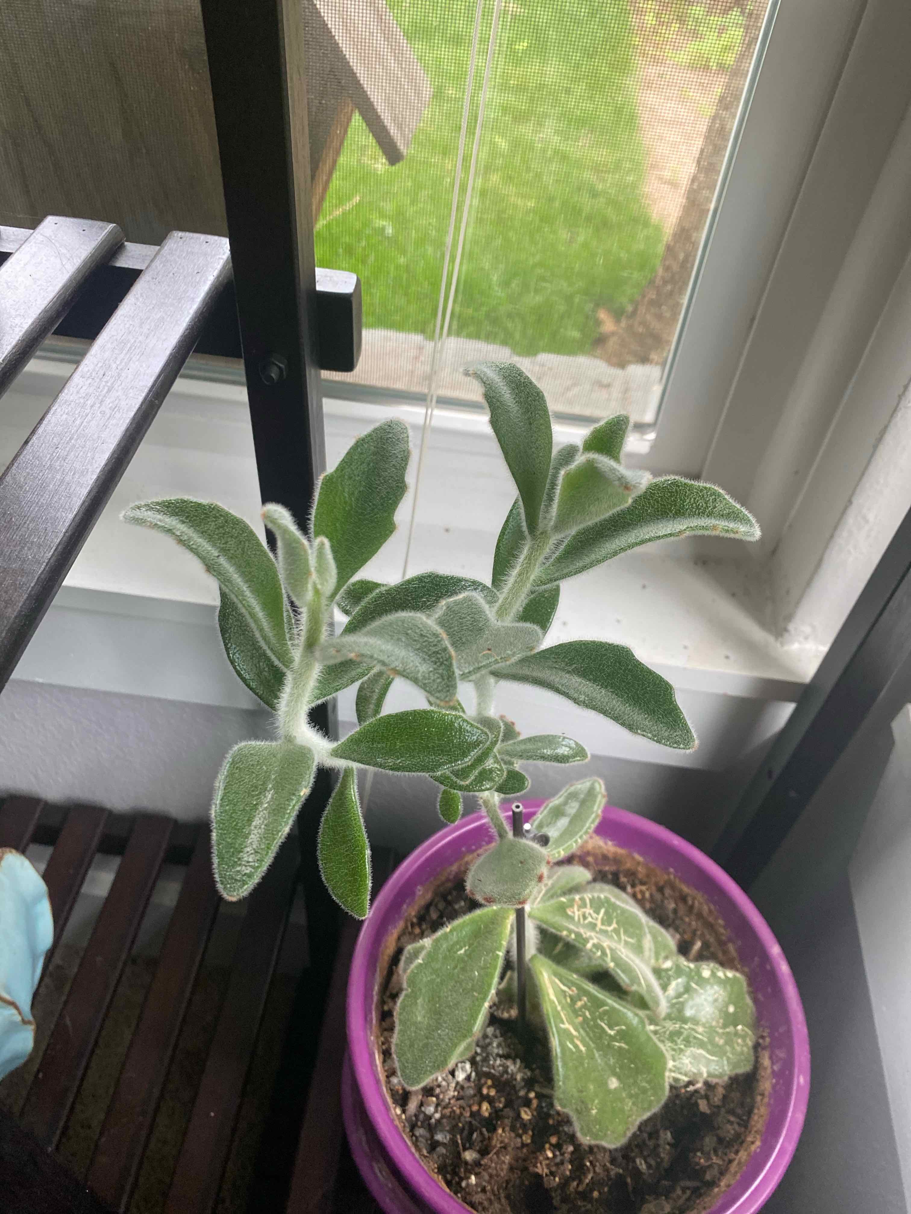 Panda Plant (Kalanchoe tomentosa) in a purple pot near a window, showing healthy green fuzzy leaves.
