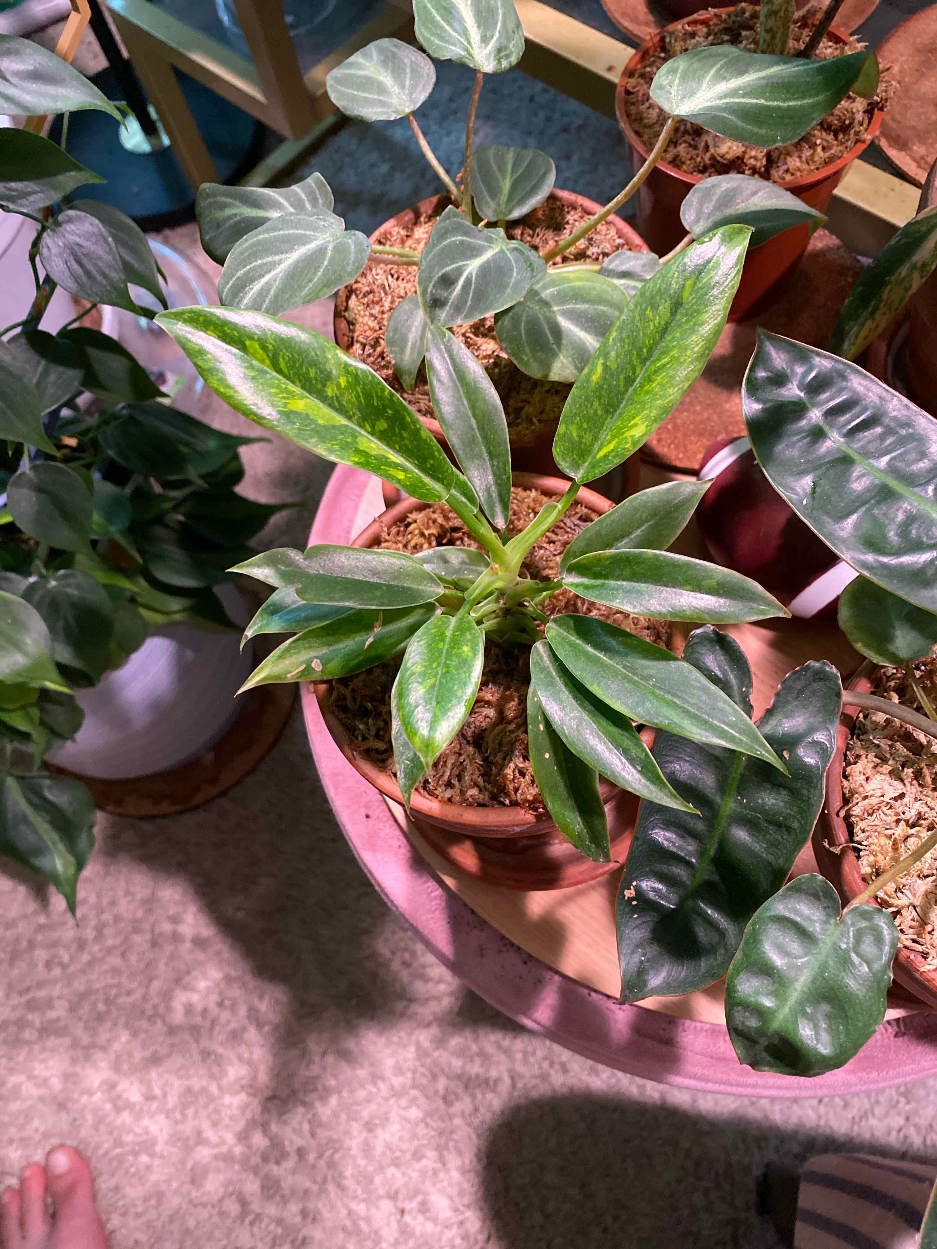 Philodendron 'Ring of Fire' plant on a table among other plants, with healthy variegated leaves.